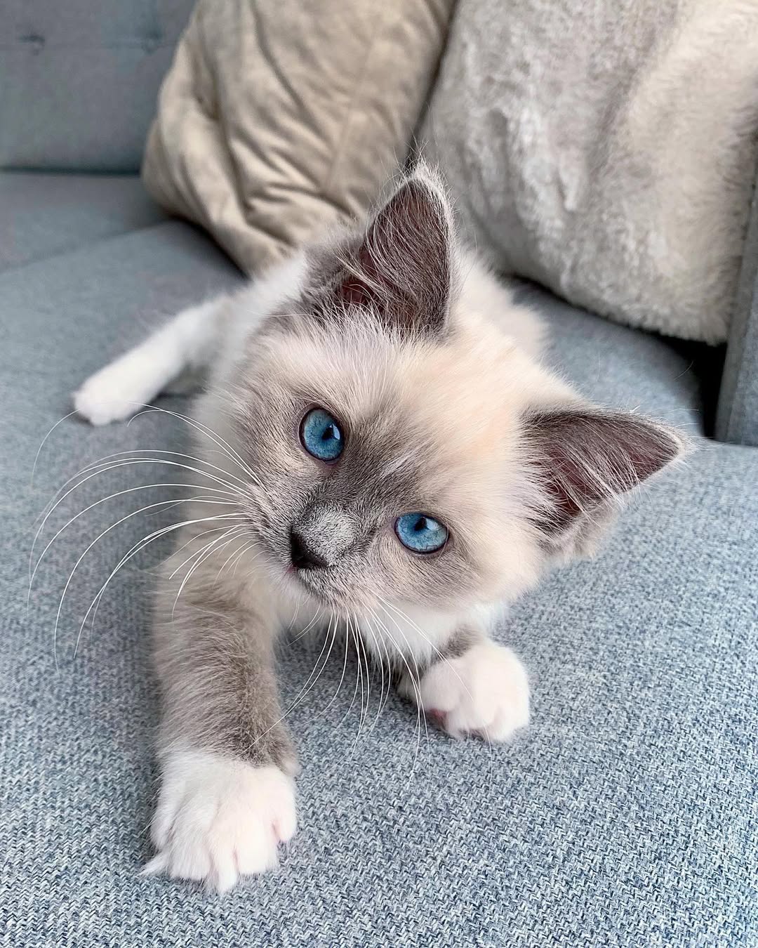IVY — Female Ragdoll kitten
