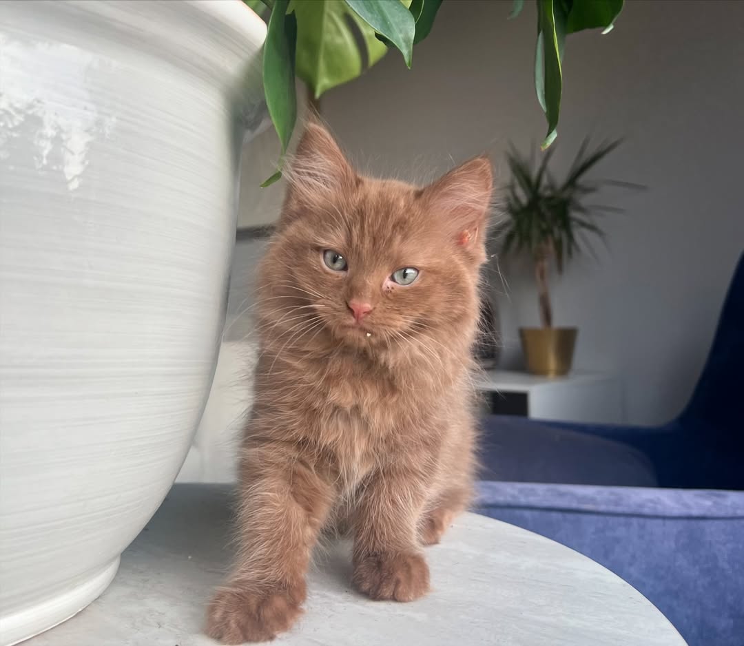 JACK — Male Ragdoll kitten