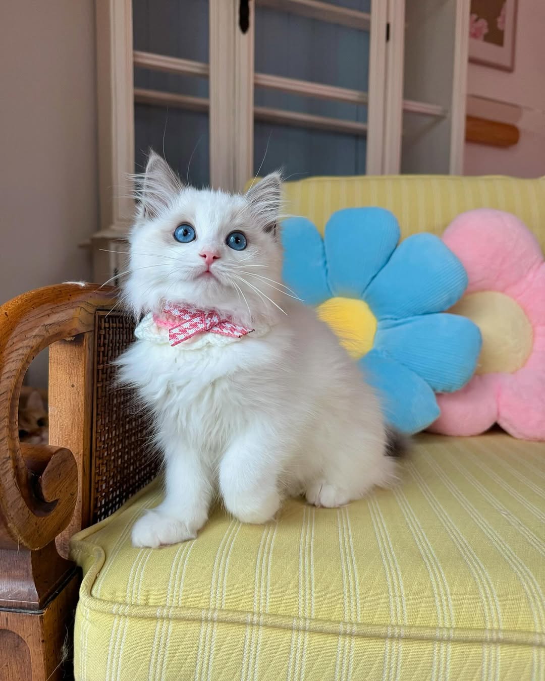 JADE — Female Ragdoll kitten