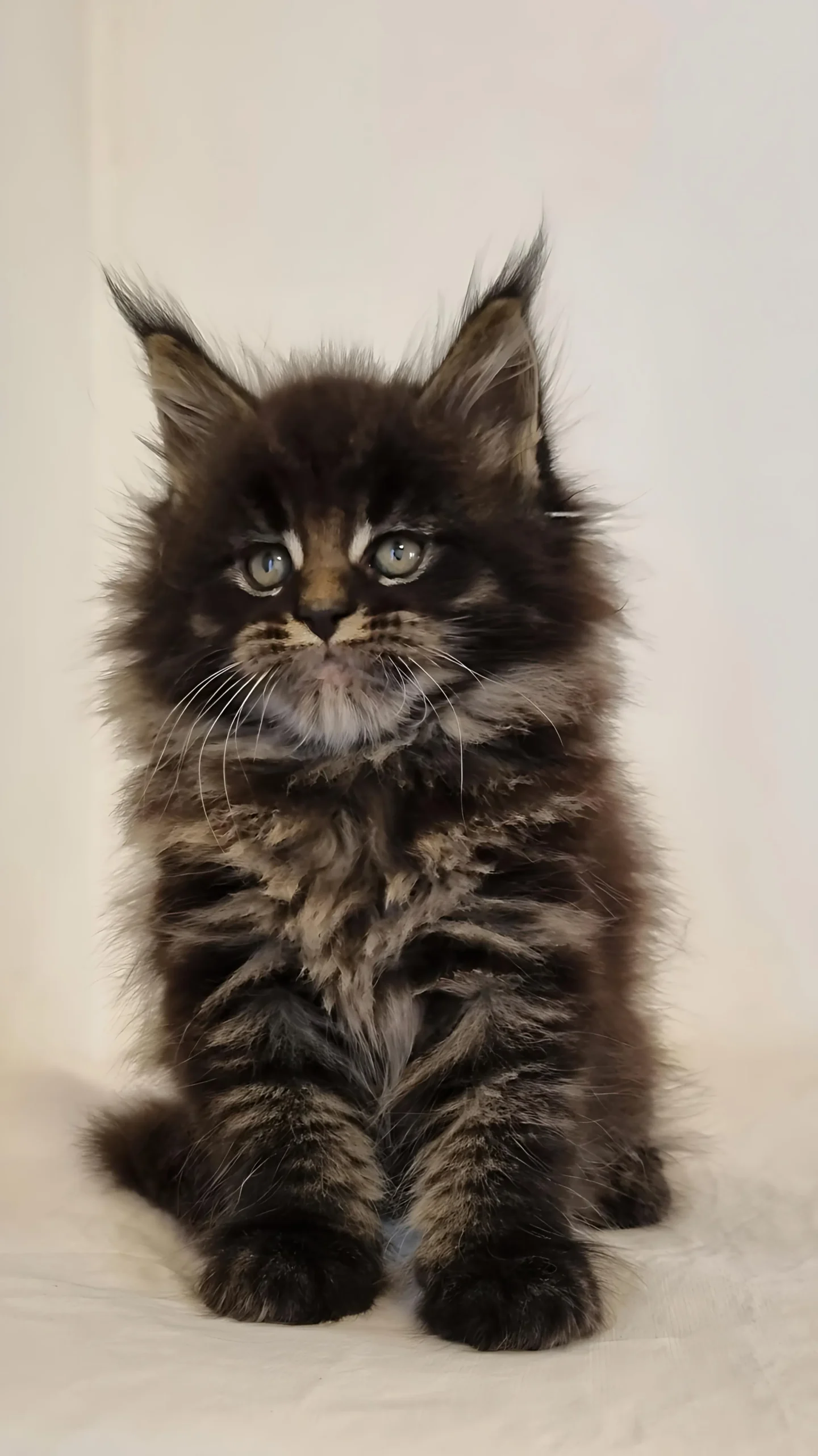 JOAKIM — Male Maine Coon kitten