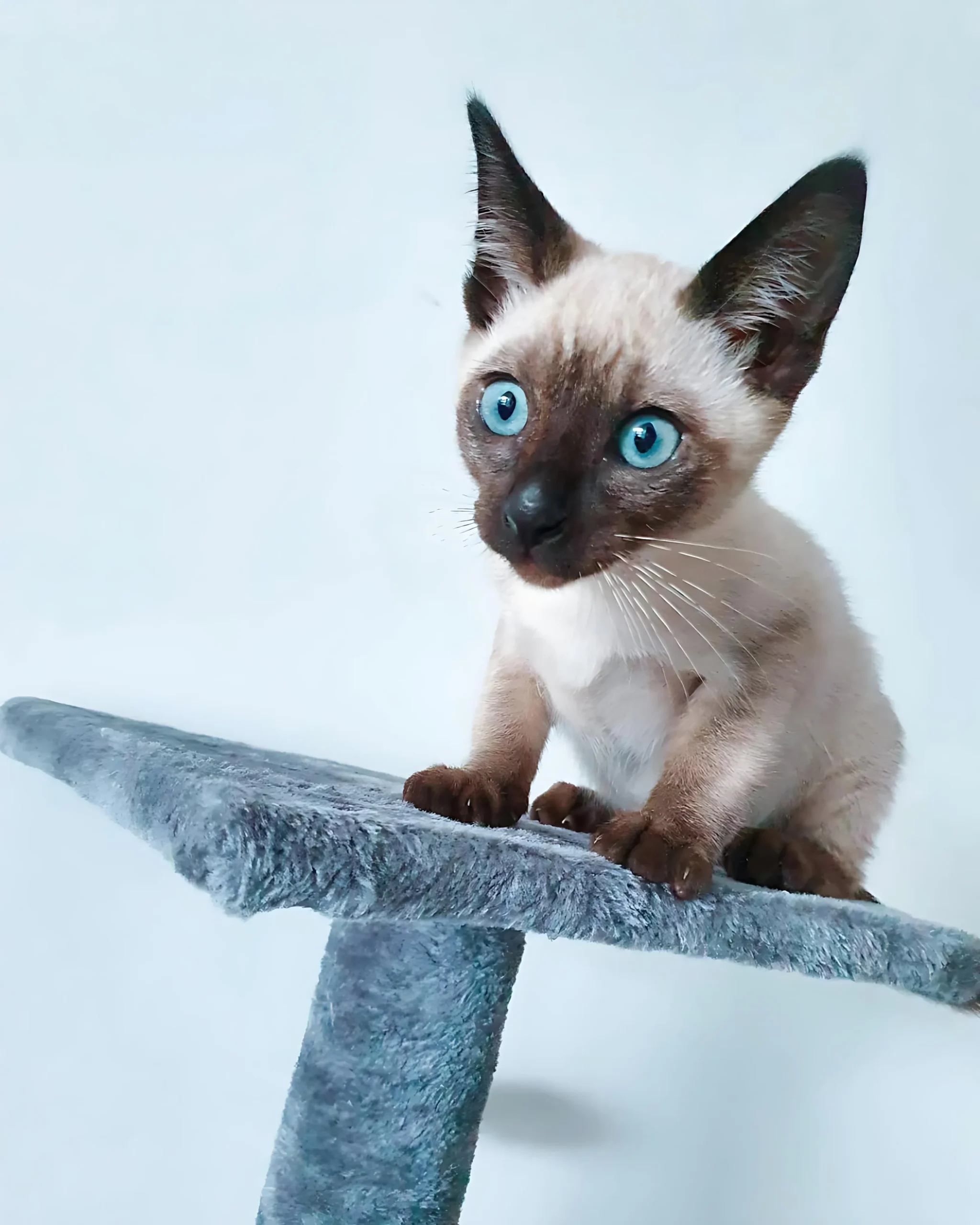 JONES — Male Siamese kitten
