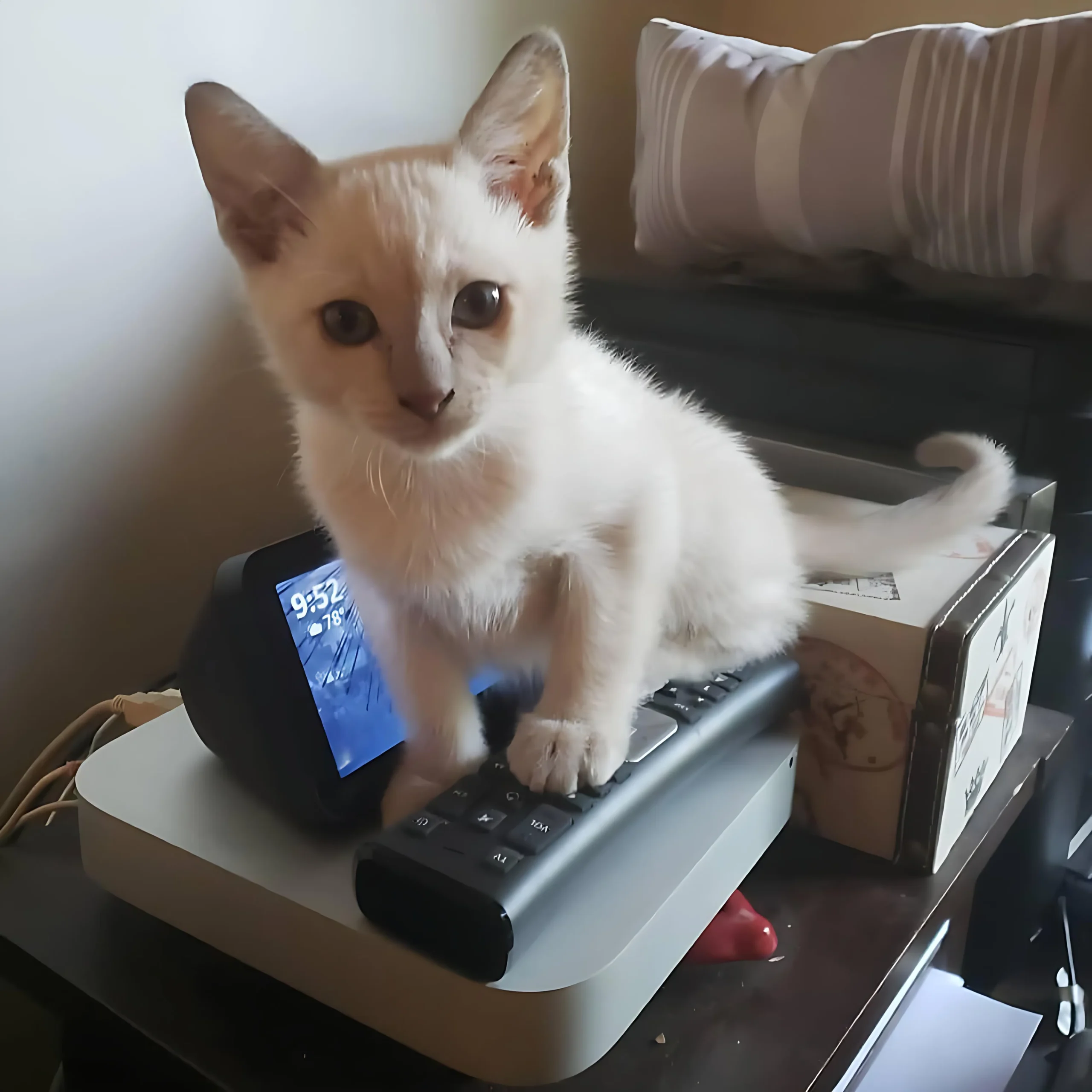 JORDAN — Male Siamese kitten