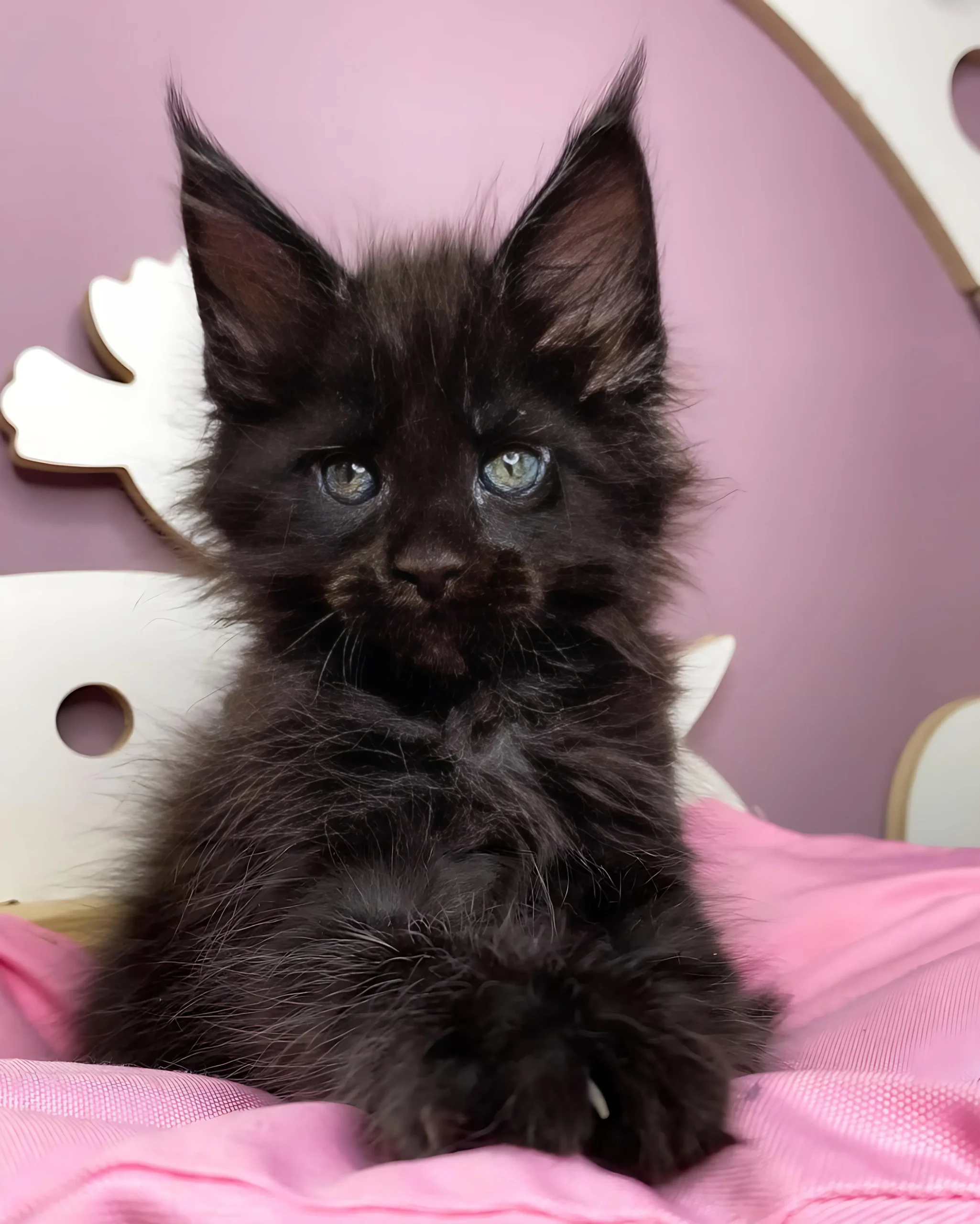 KEST — Male Maine Coon kitten