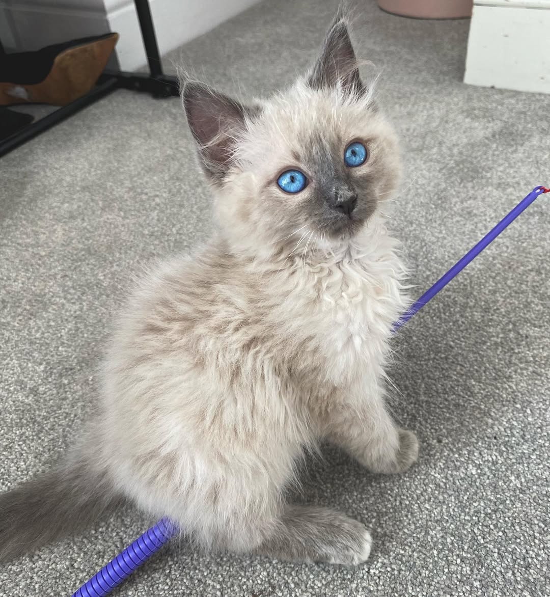 LANE — Female Ragdoll kitten
