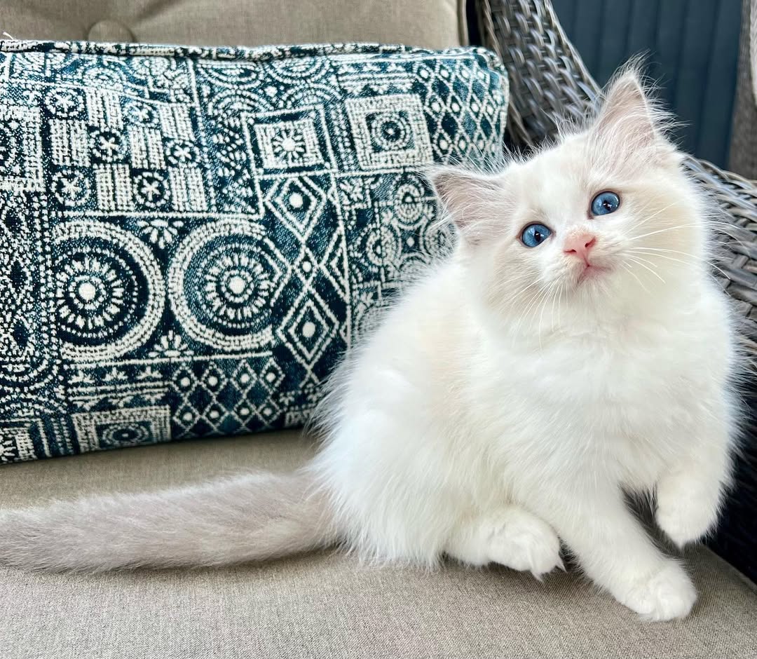 LESLY — Male Ragdoll kitten