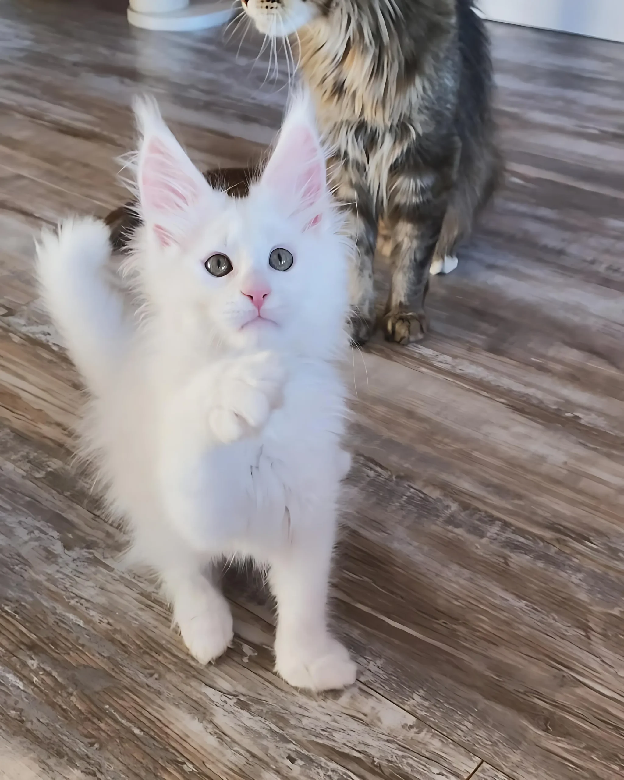 LISA — Female Maine Coon kitten