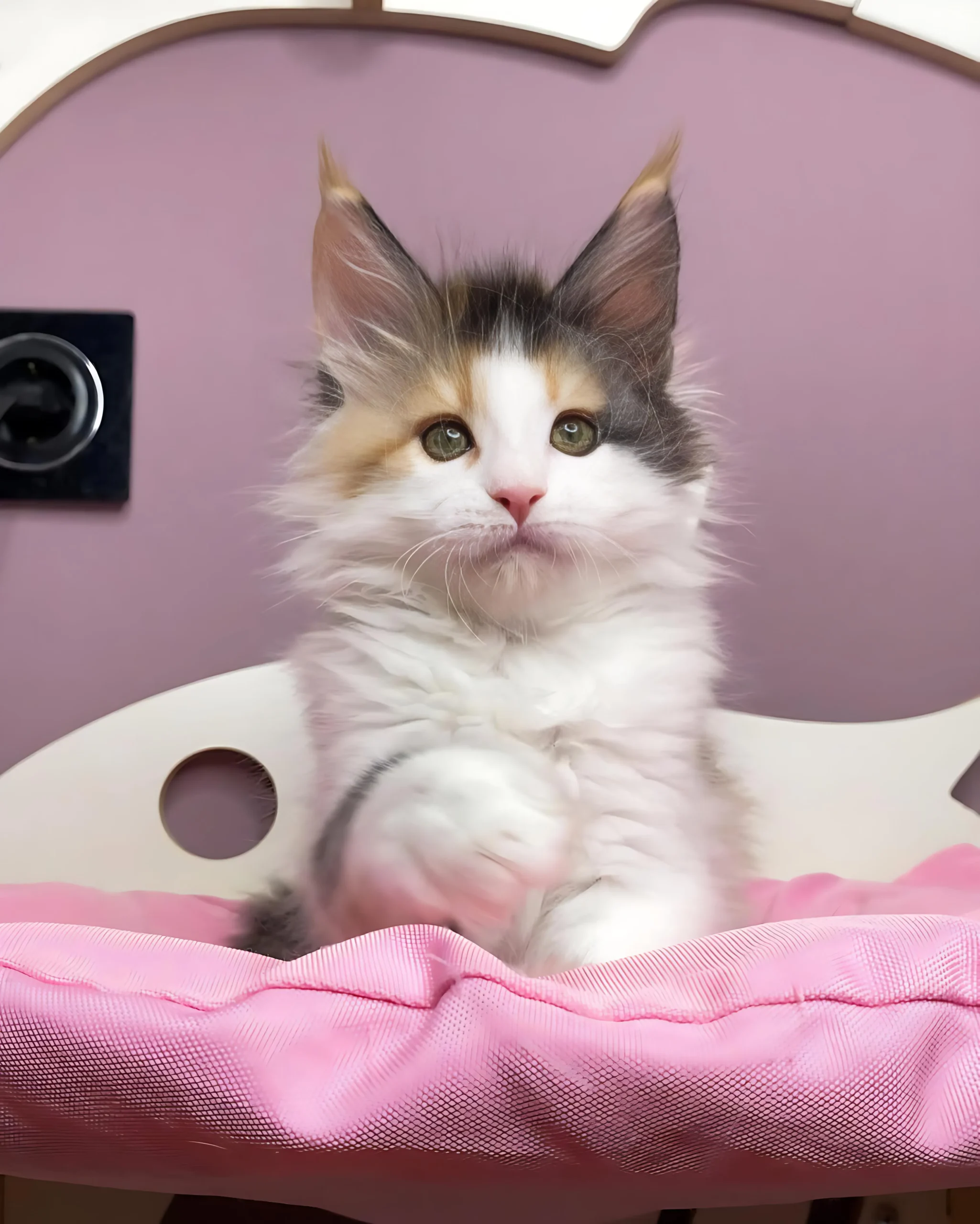 LOUIZA — Female Maine Coon kitten