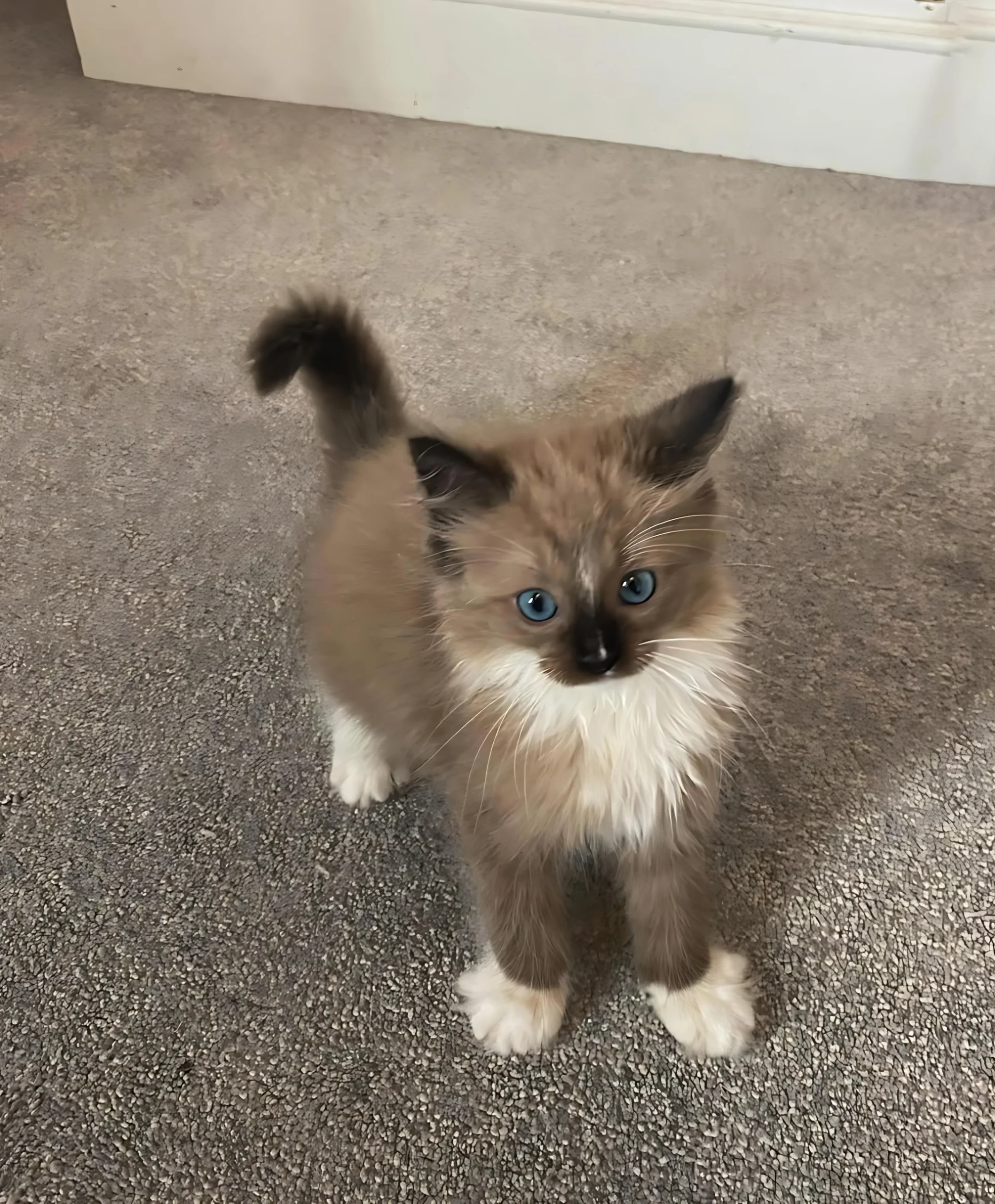 LULU — Female Ragdoll kitten
