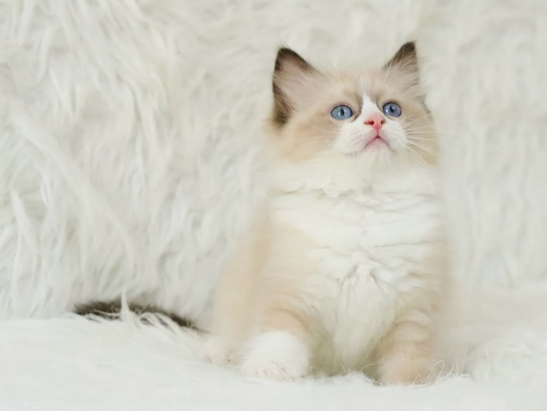MARIAH — Female Ragdoll kitten