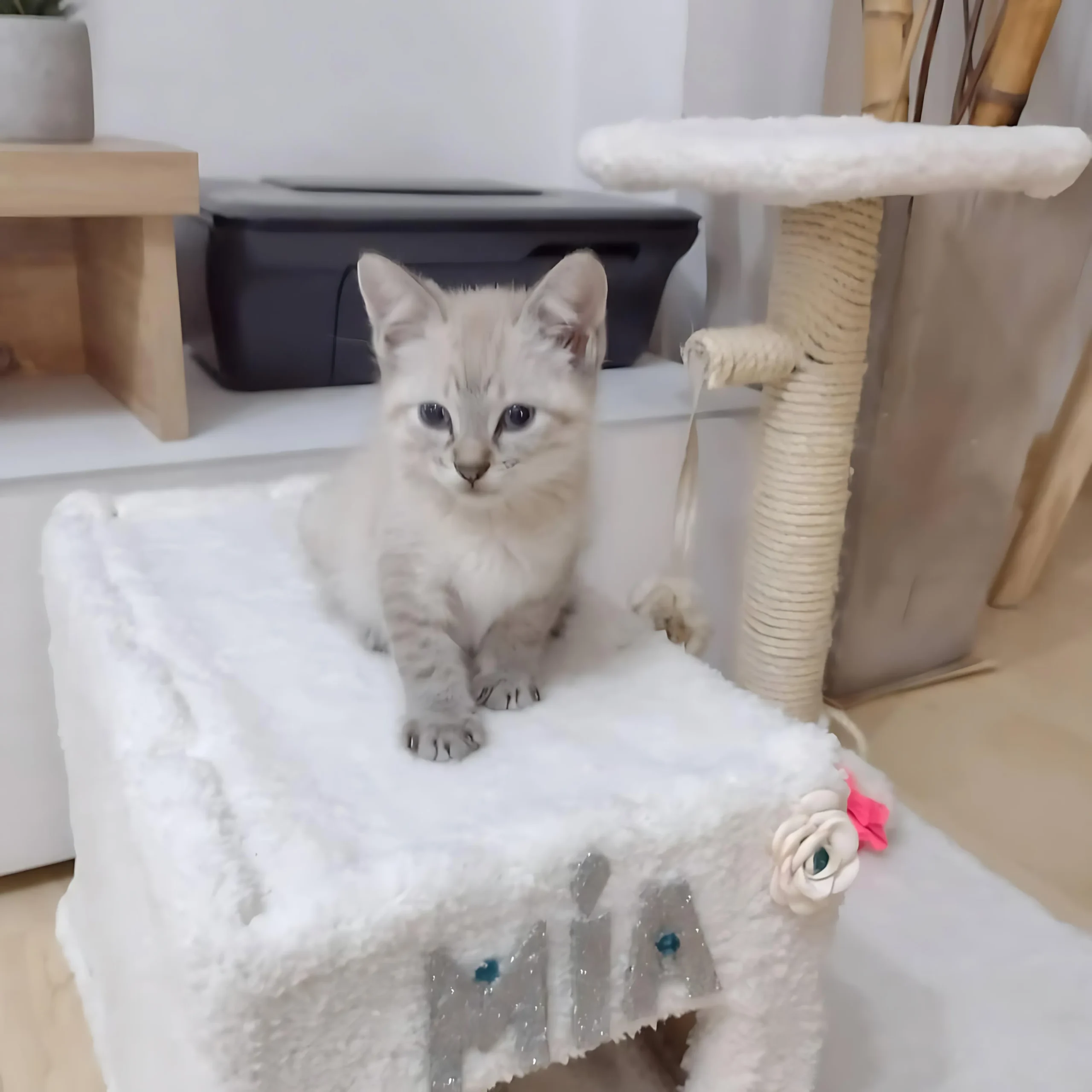 MIA — Female Siamese kitten