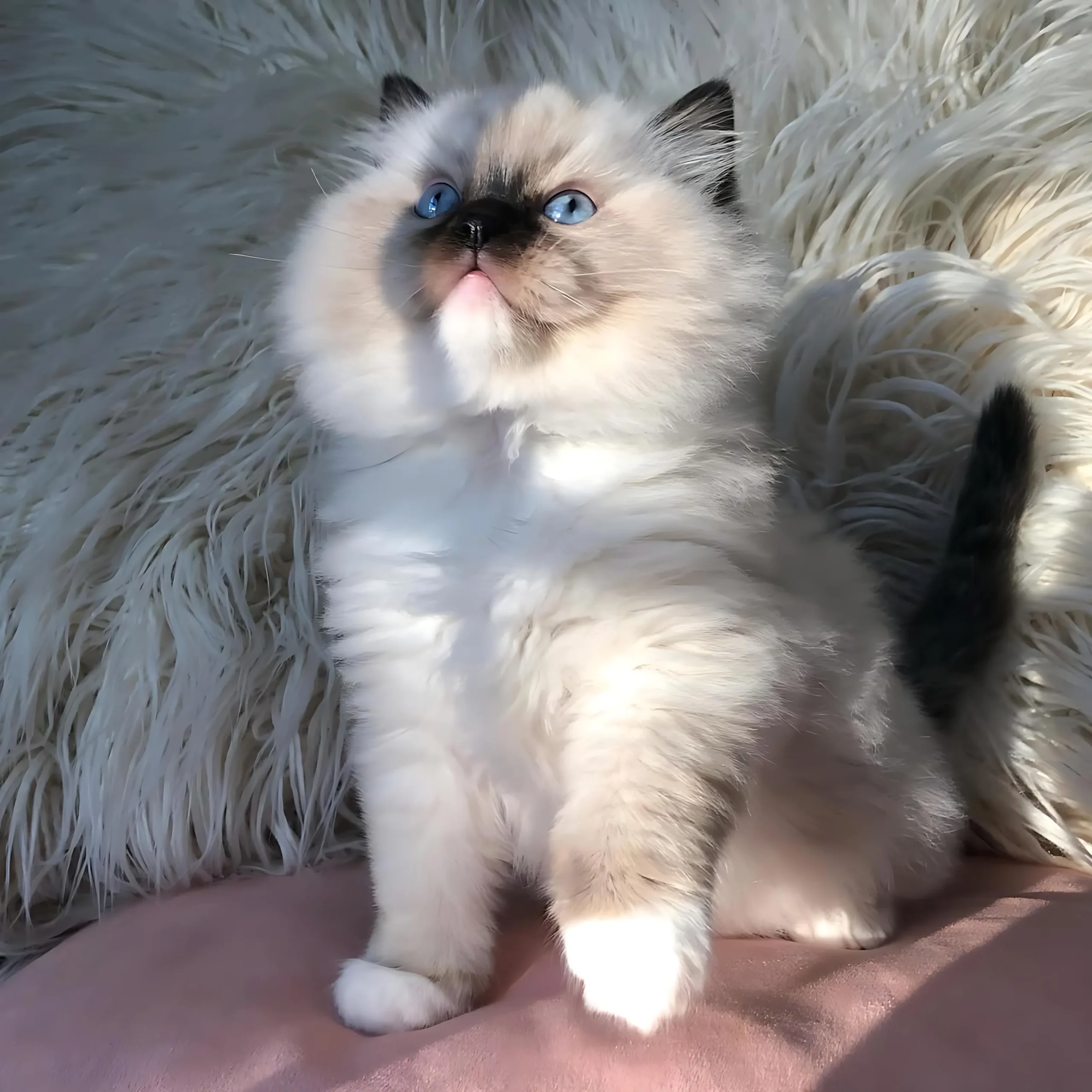 MIKE — Male Ragdoll kitten