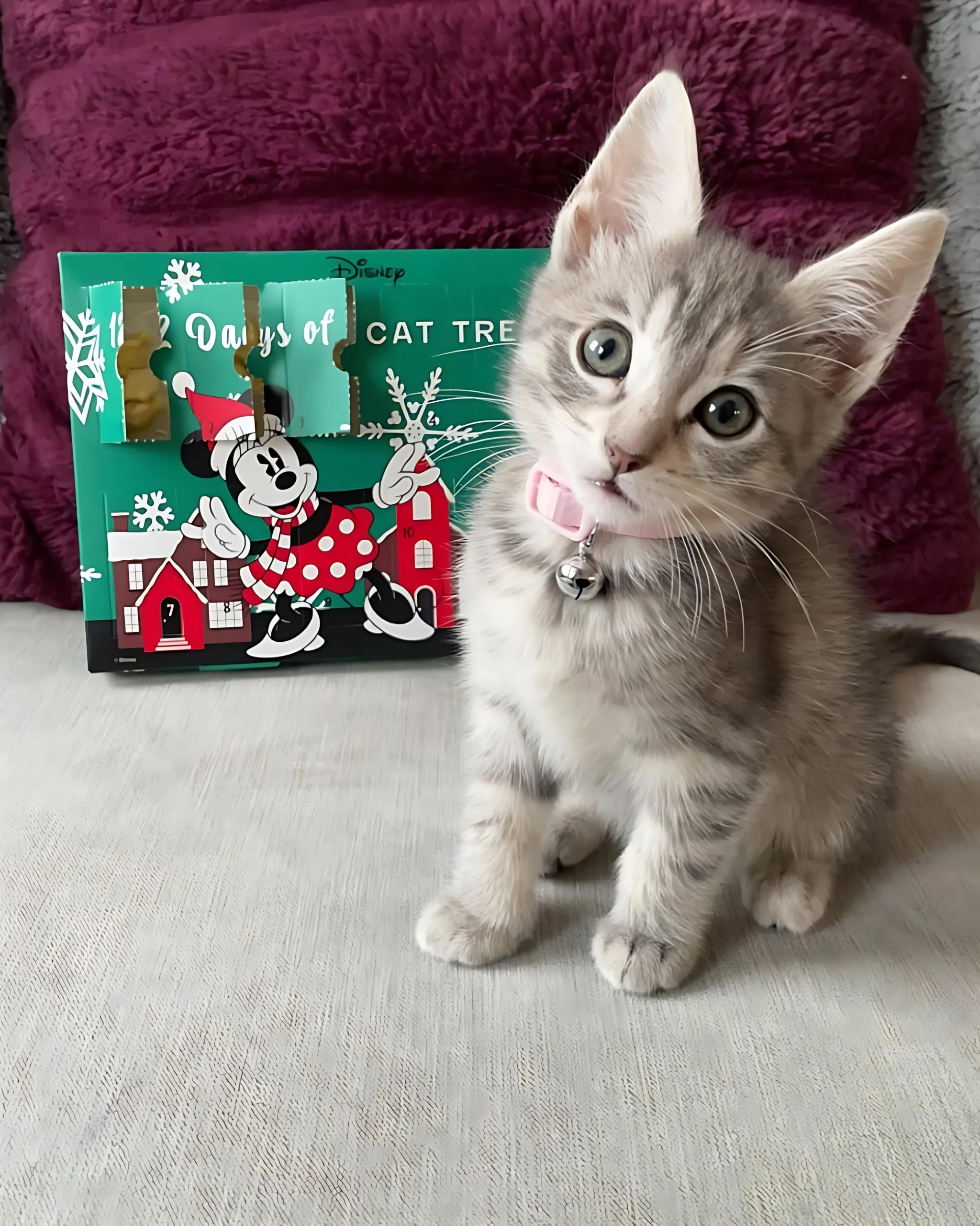 MINNIE — Female Siamese kitten