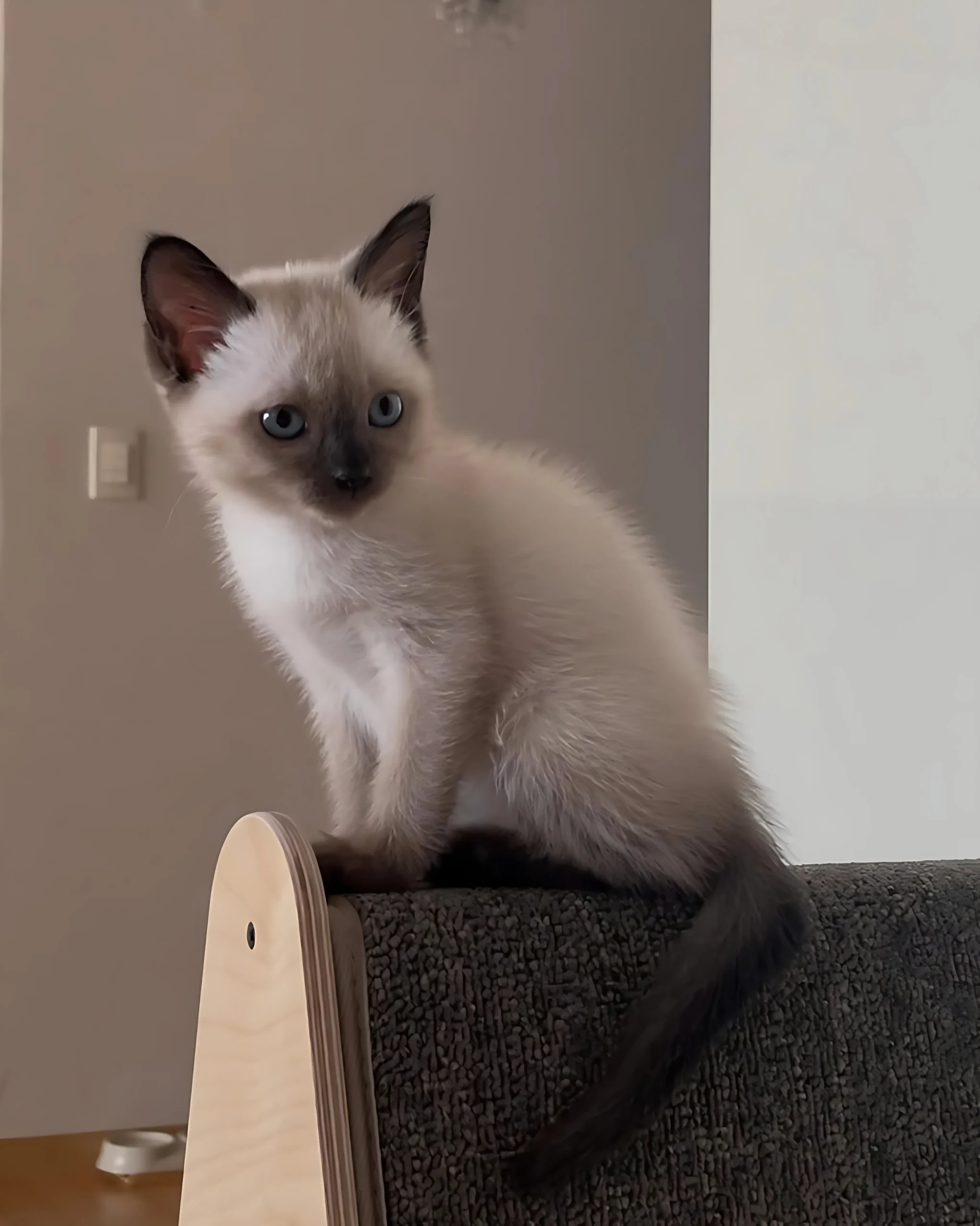 NADIA — Female Siamese kitten