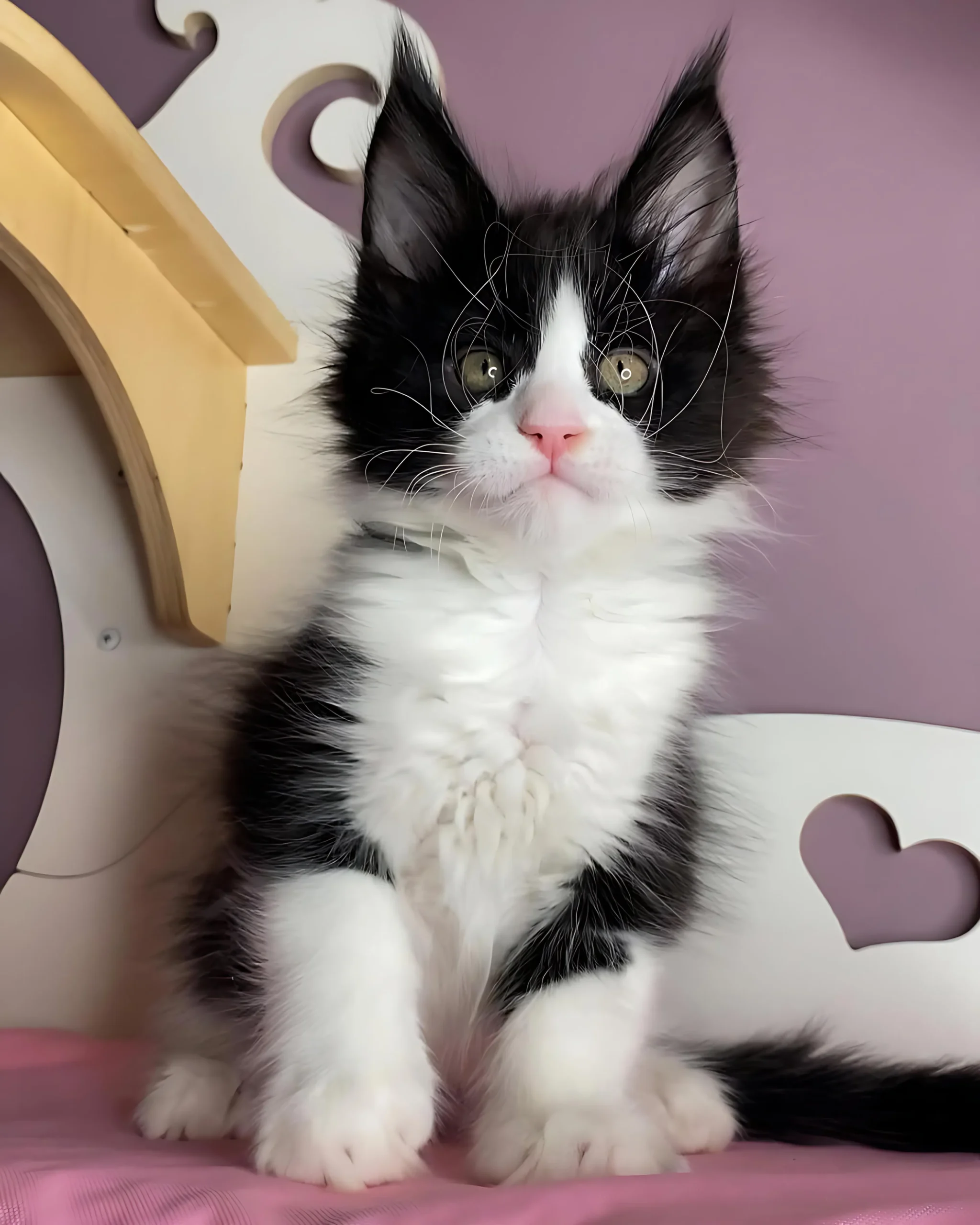 NANITA — Female Maine Coon kitten