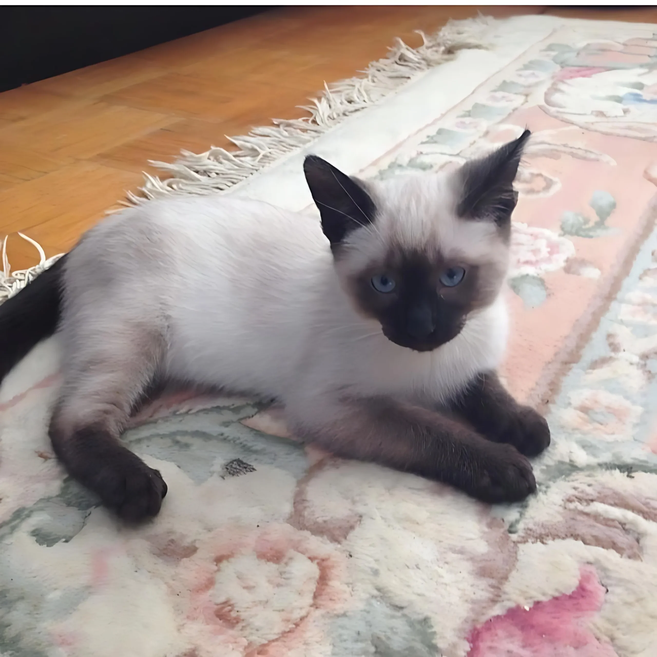 ONELLA — Female Siamese kitten