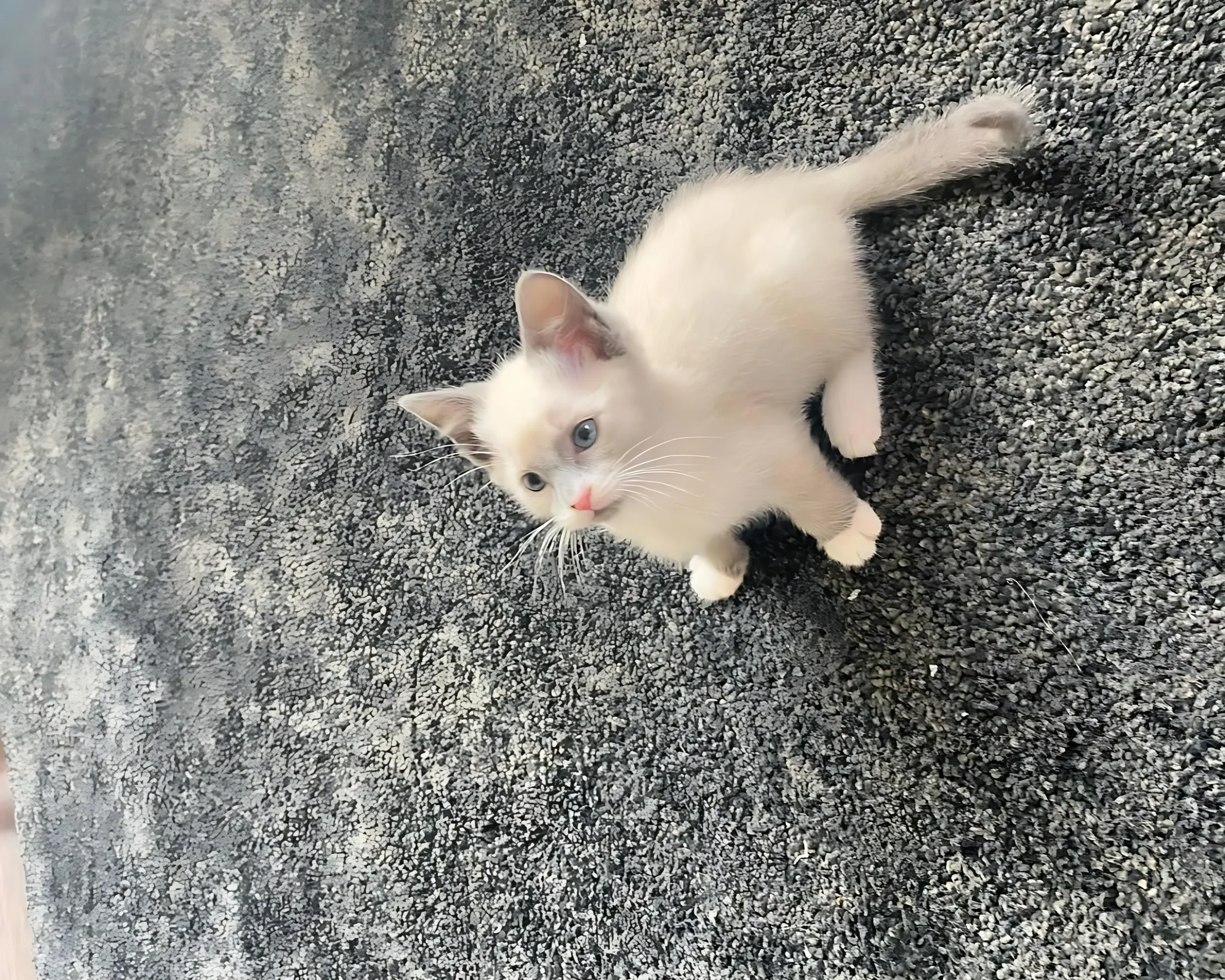 OTTO — Male Siamese kitten