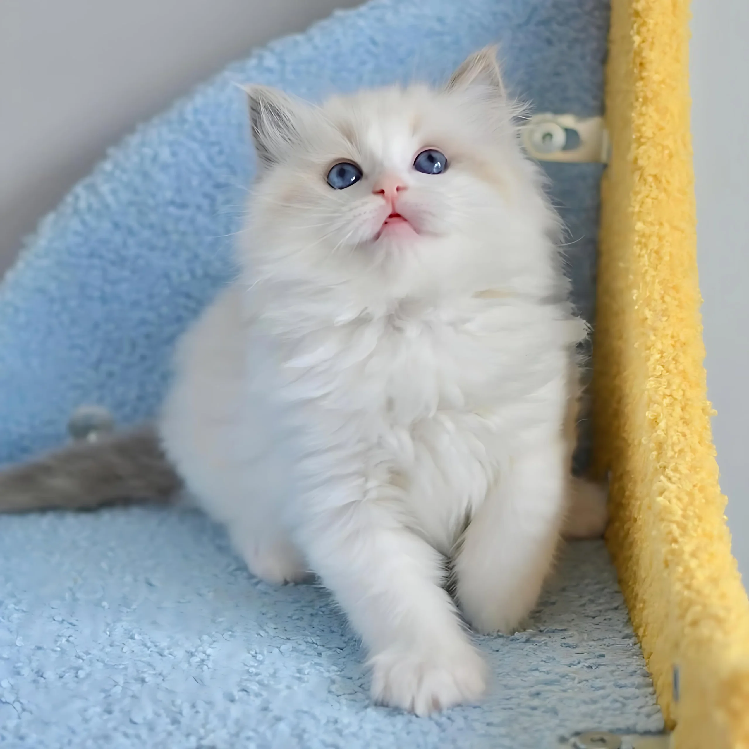 REMI — Male Ragdoll kitten