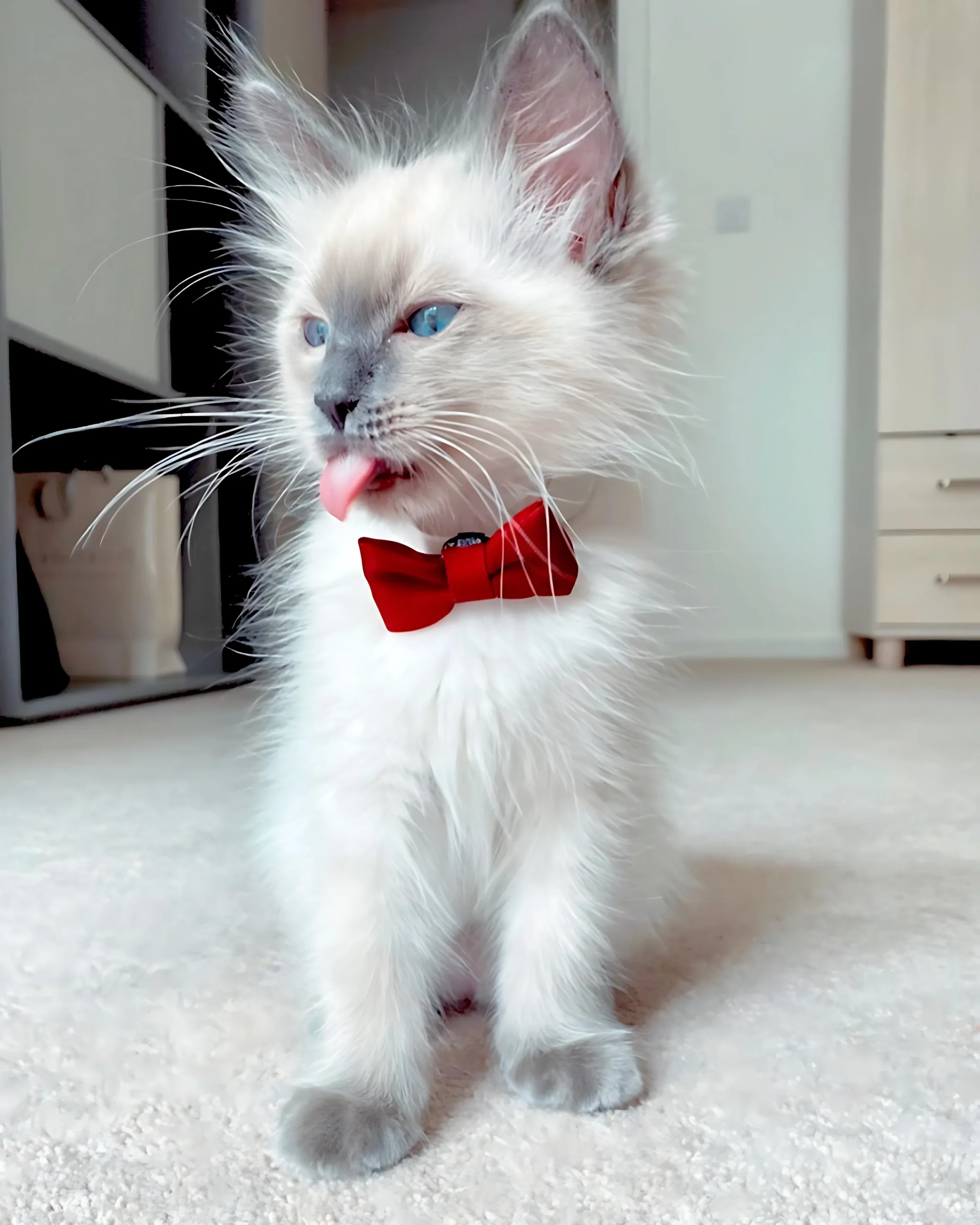 ROY — Male Ragdoll kitten