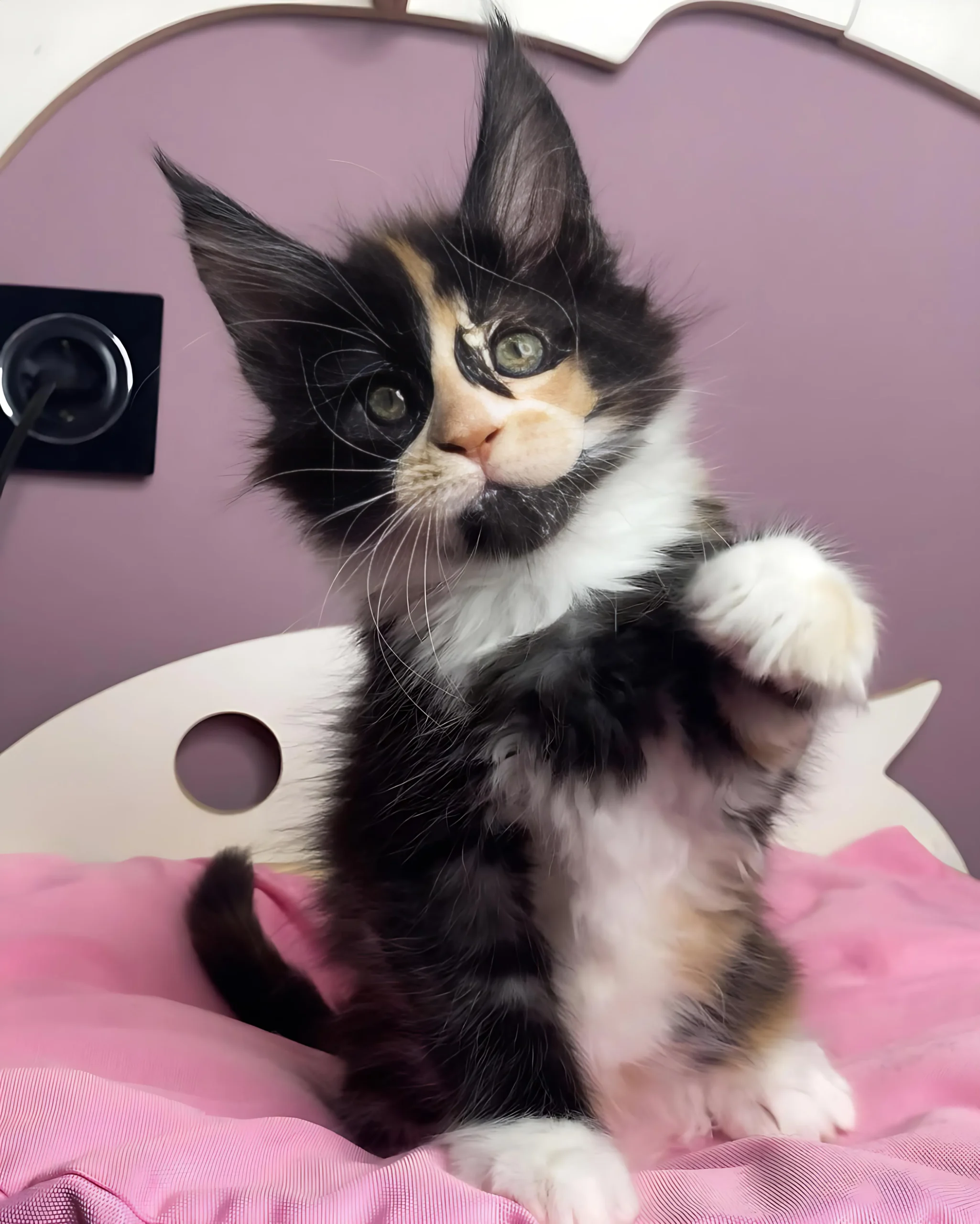 RUTH — Female Maine Coon kitten