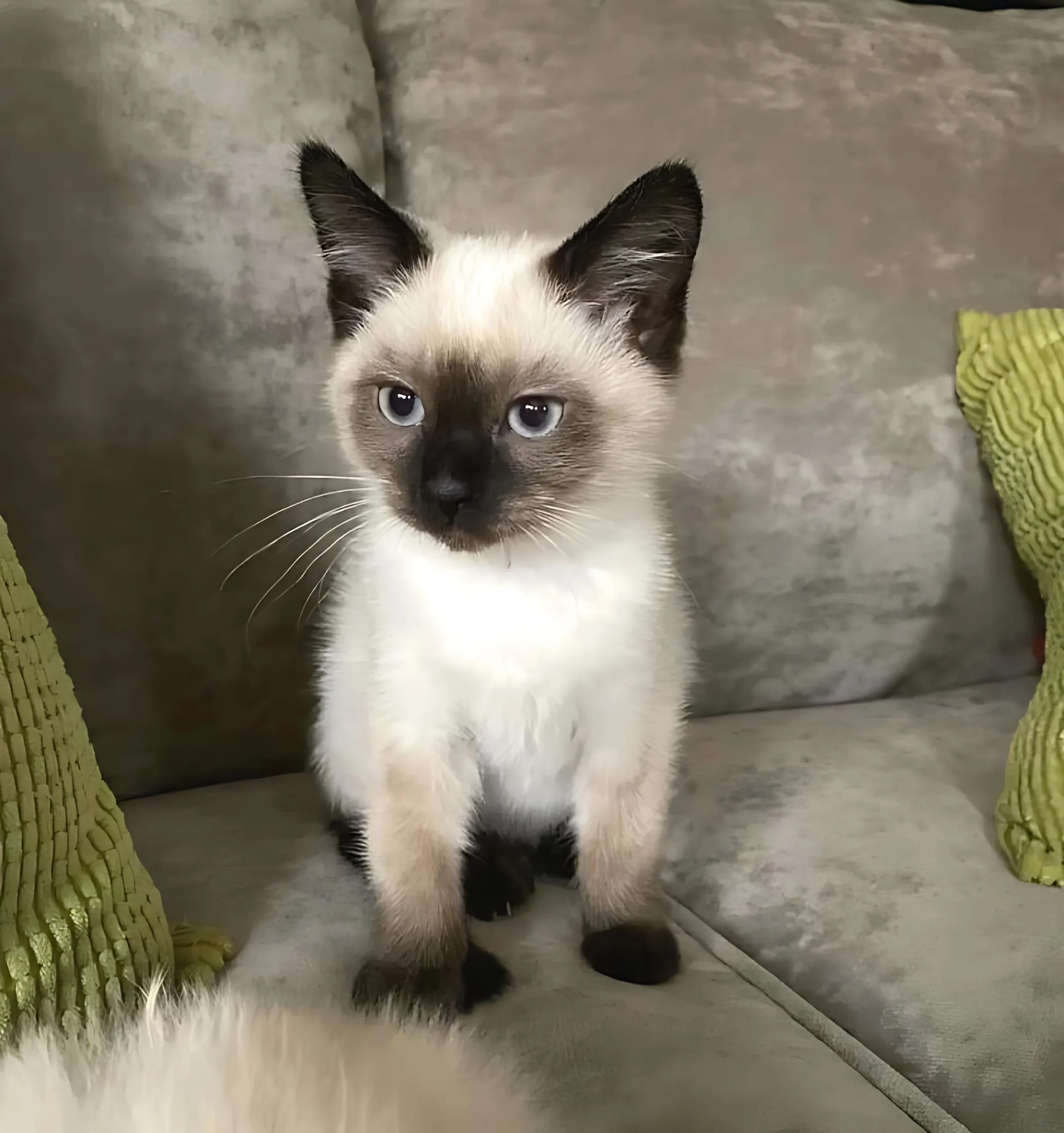 SAMBA — Male Siamese kitten