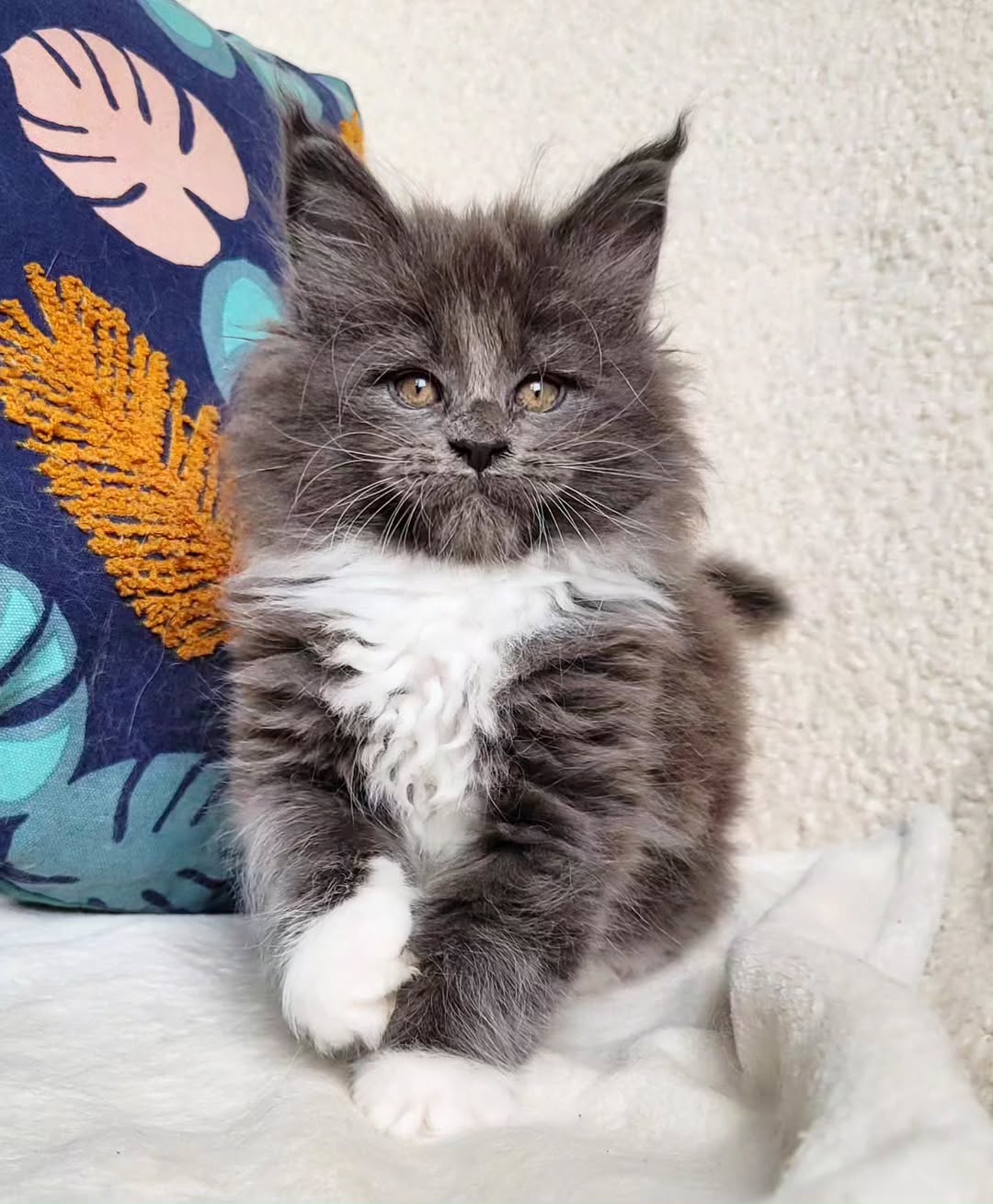 SHAWN — Male Maine Coon kitten