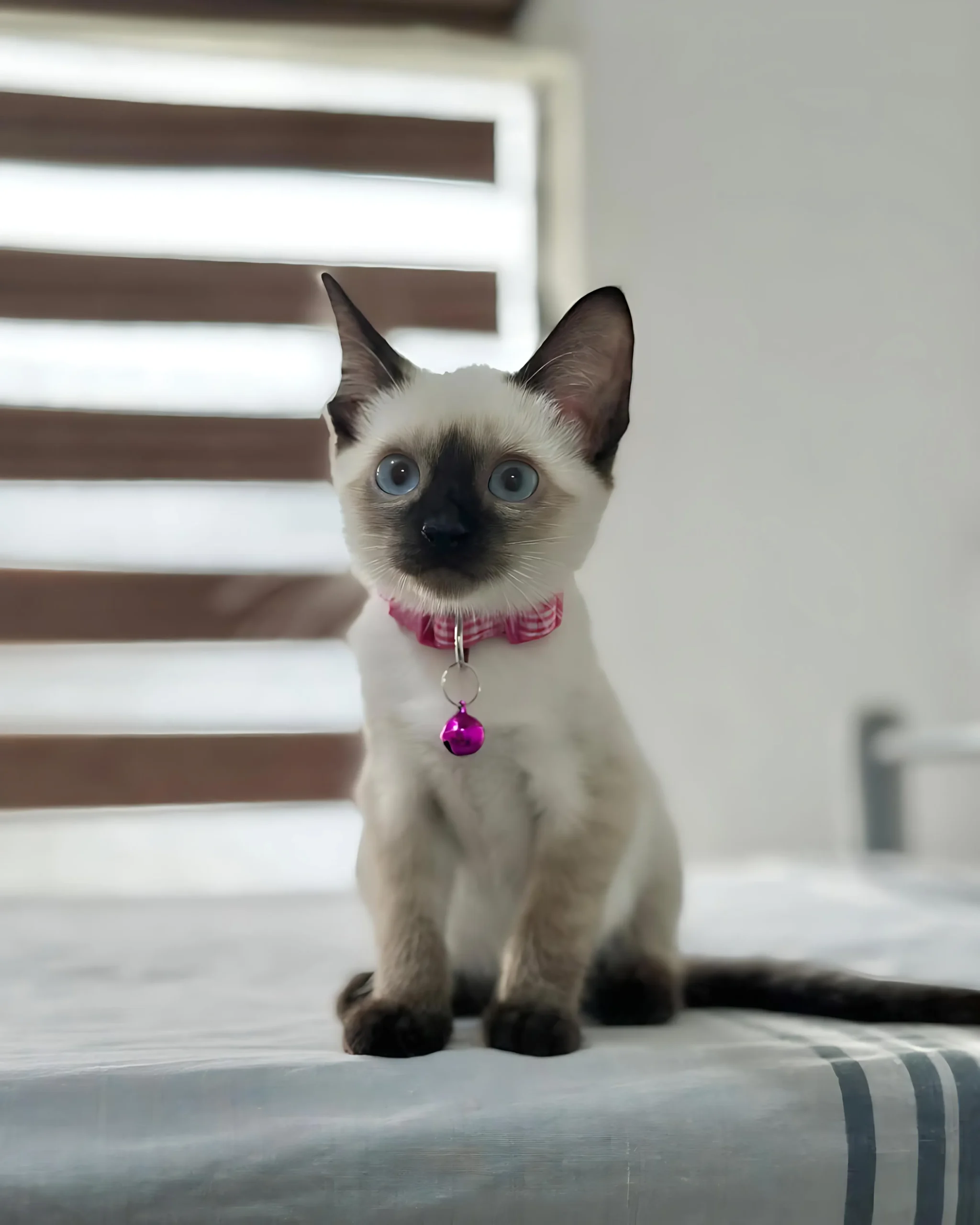 SIENNA — Female Siamese kitten