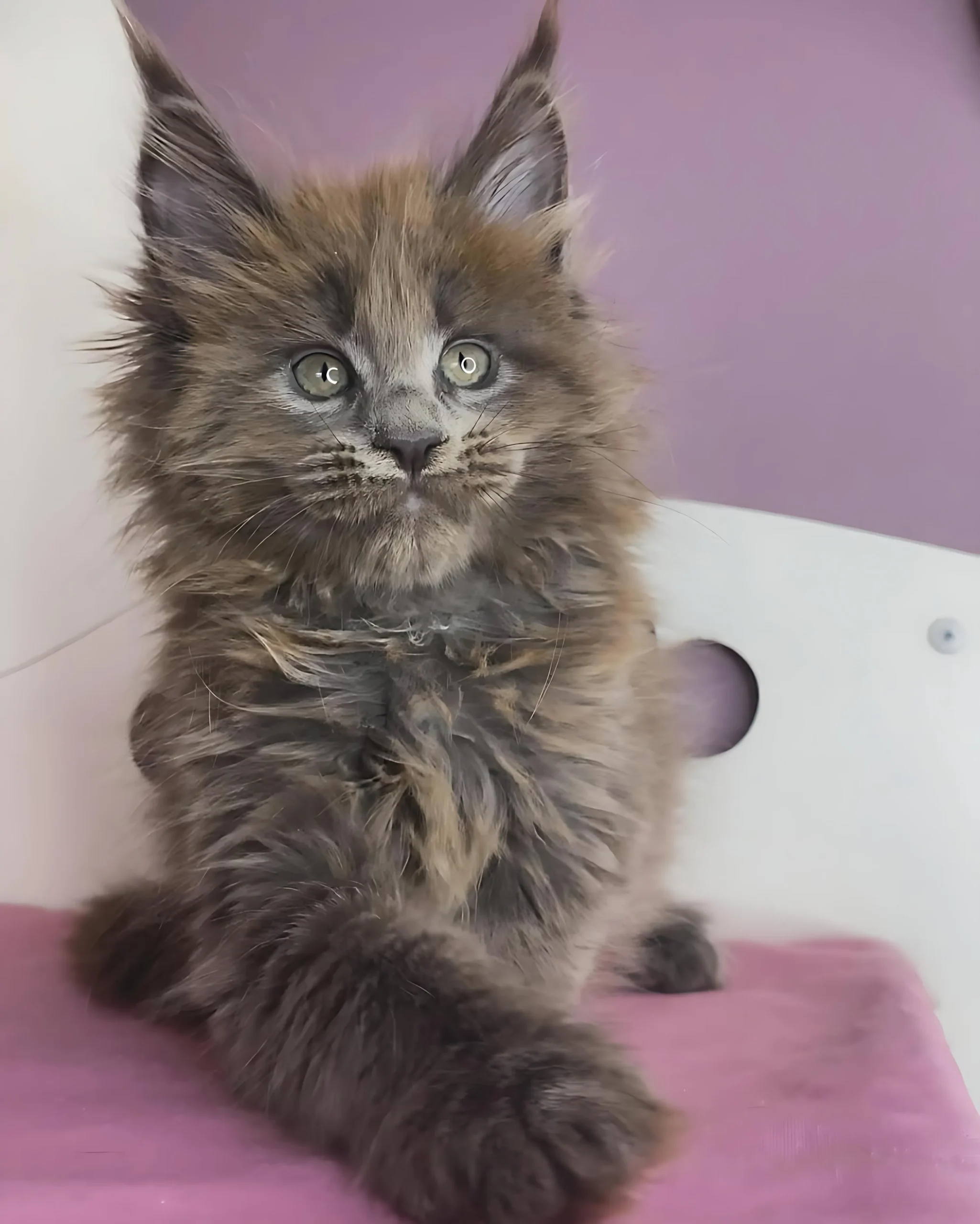 SIMBA — Male Maine Coon kitten