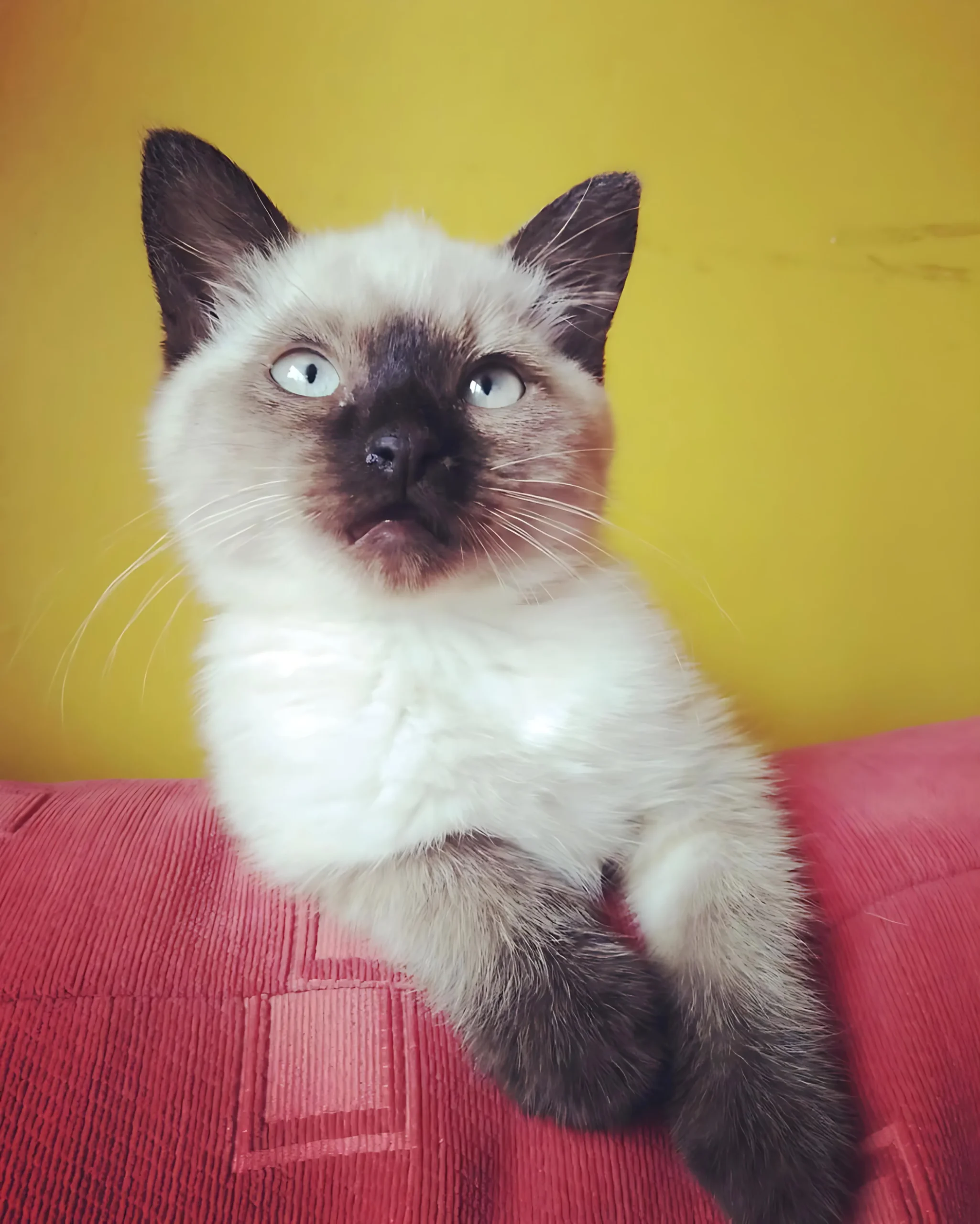 STEVE — Male Siamese kitten