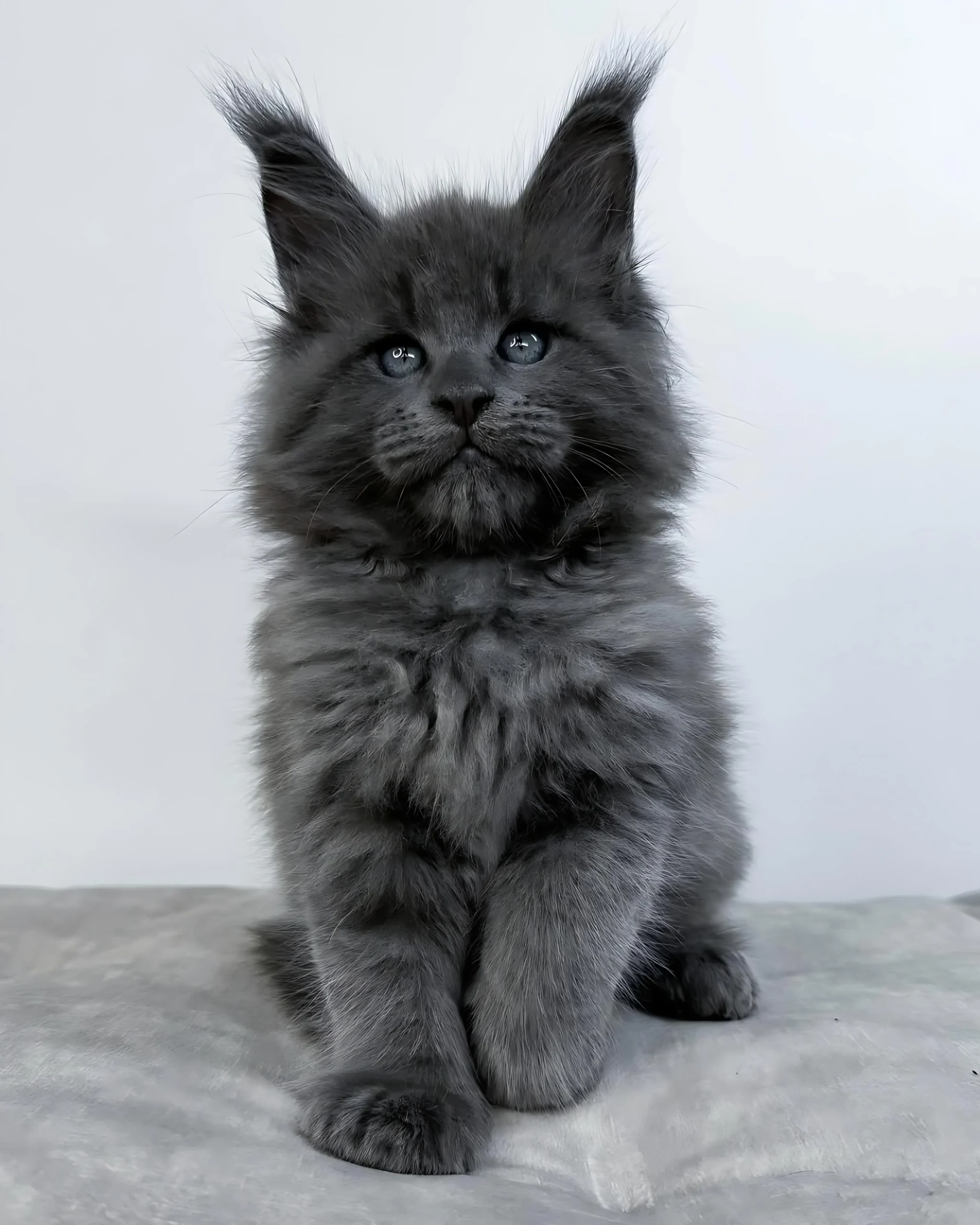 SUNSHINE — Male Maine Coon kitten