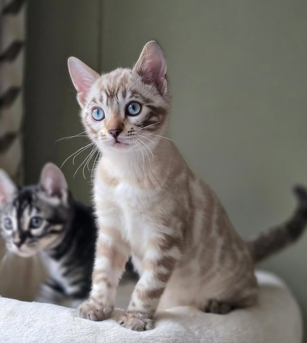 Angela female Bengal kitten