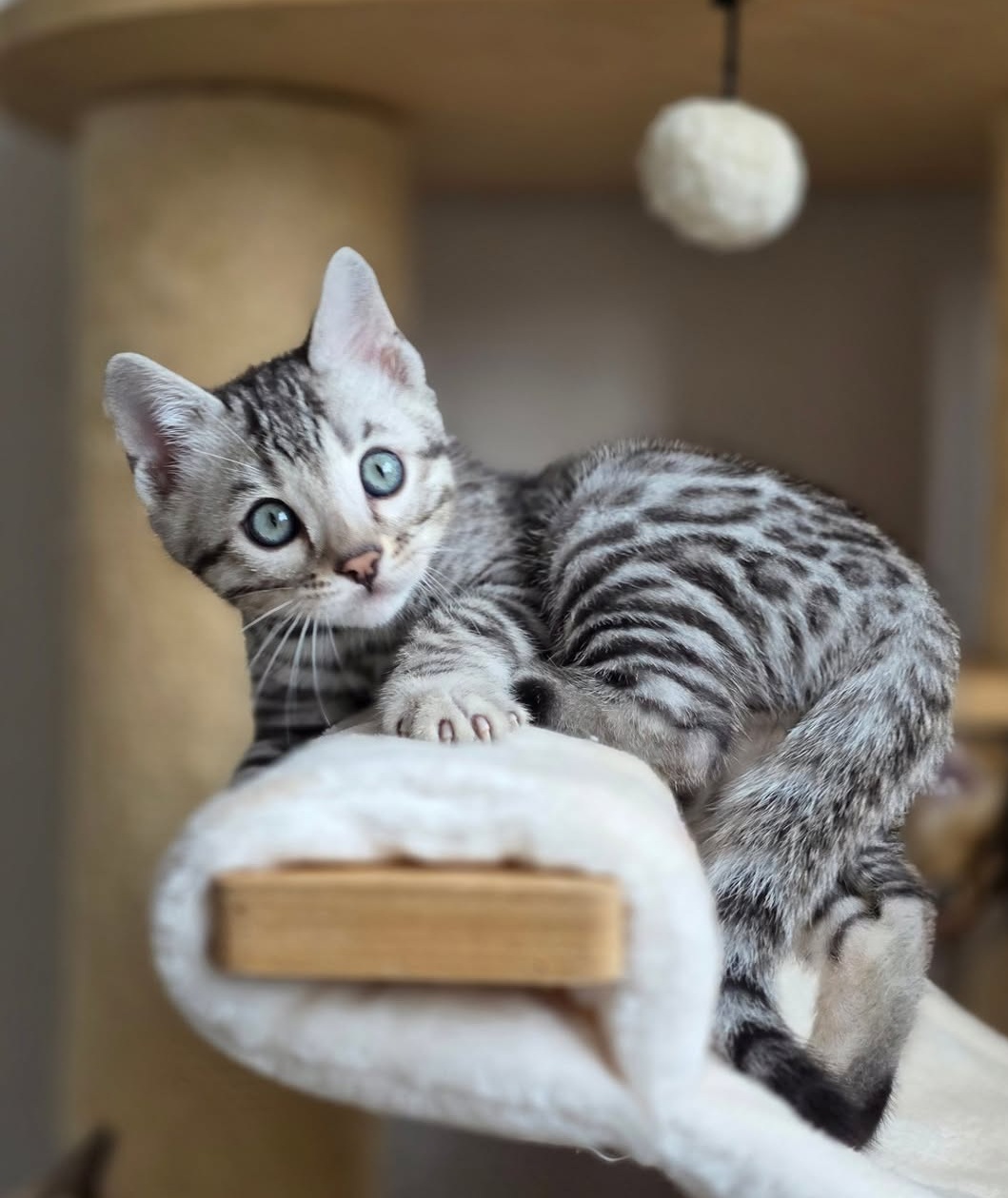 Bianca female Bengal kitten