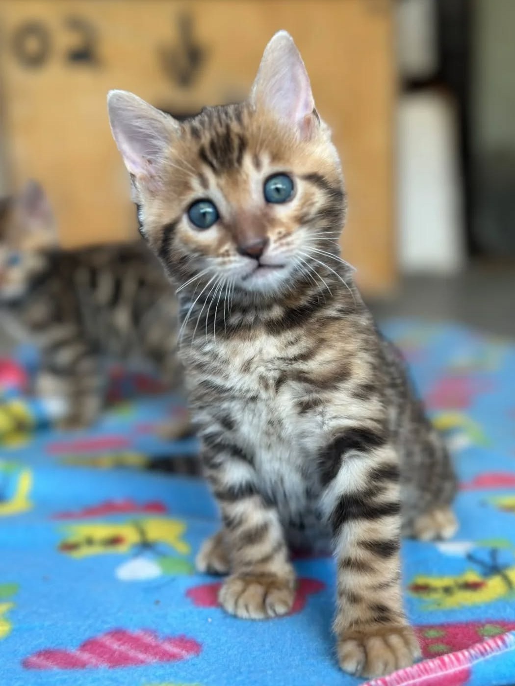 Choco male Bengal kitten