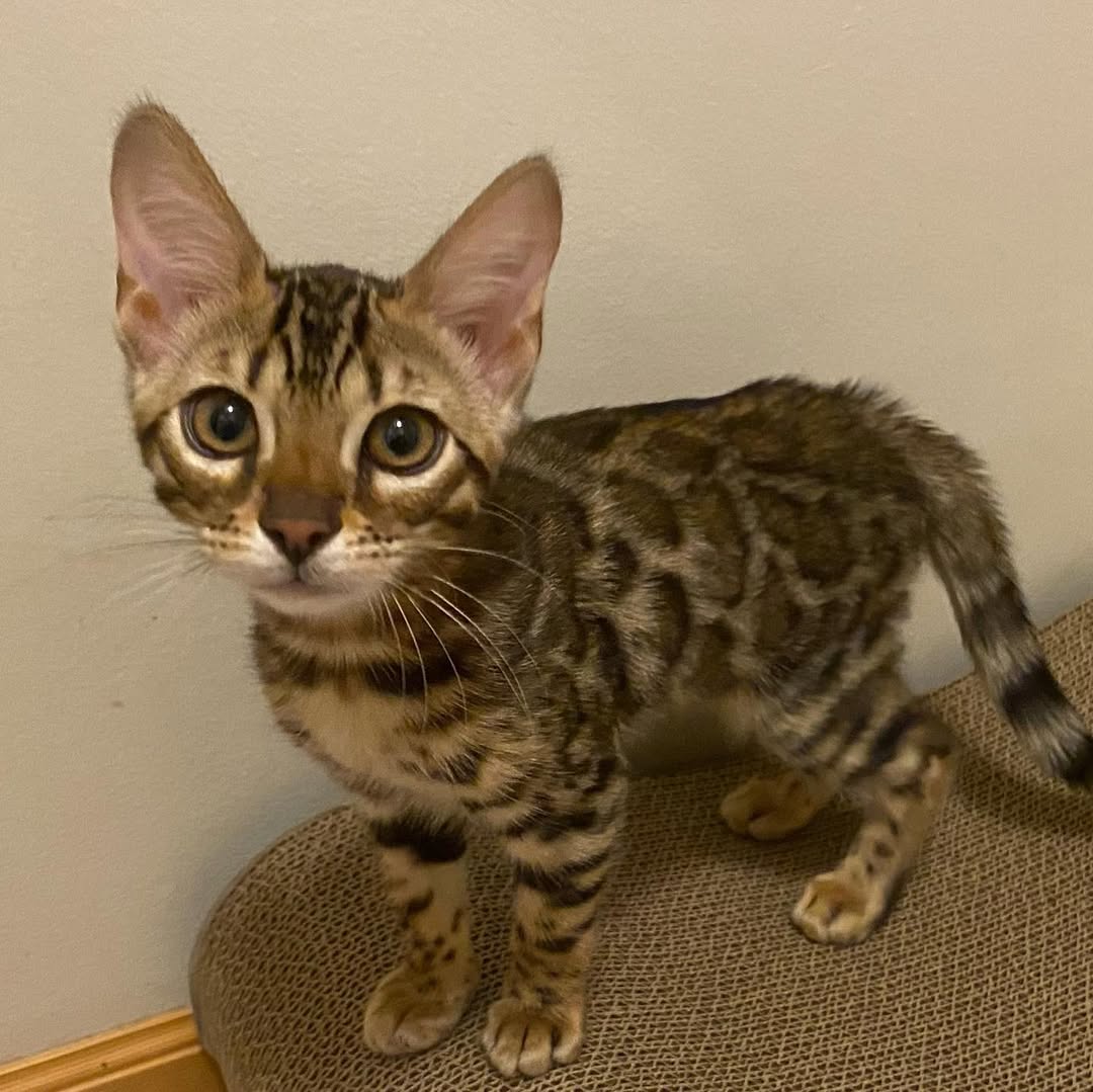 Claude male Bengal kitten