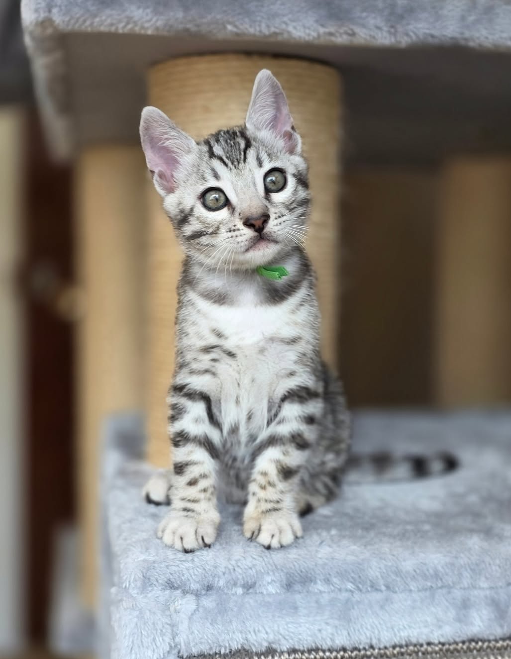 Claude - Male Bengal kitten