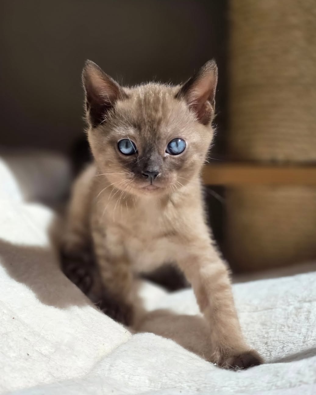 Diane - Female Bengal kitten