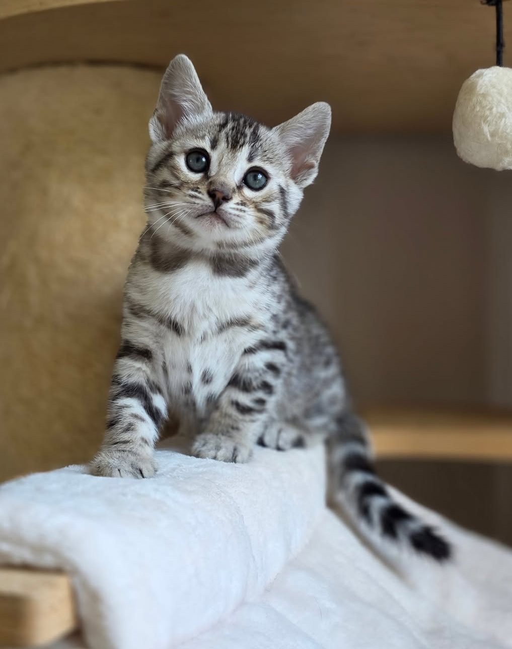 Fendi - Female Bengal kitten