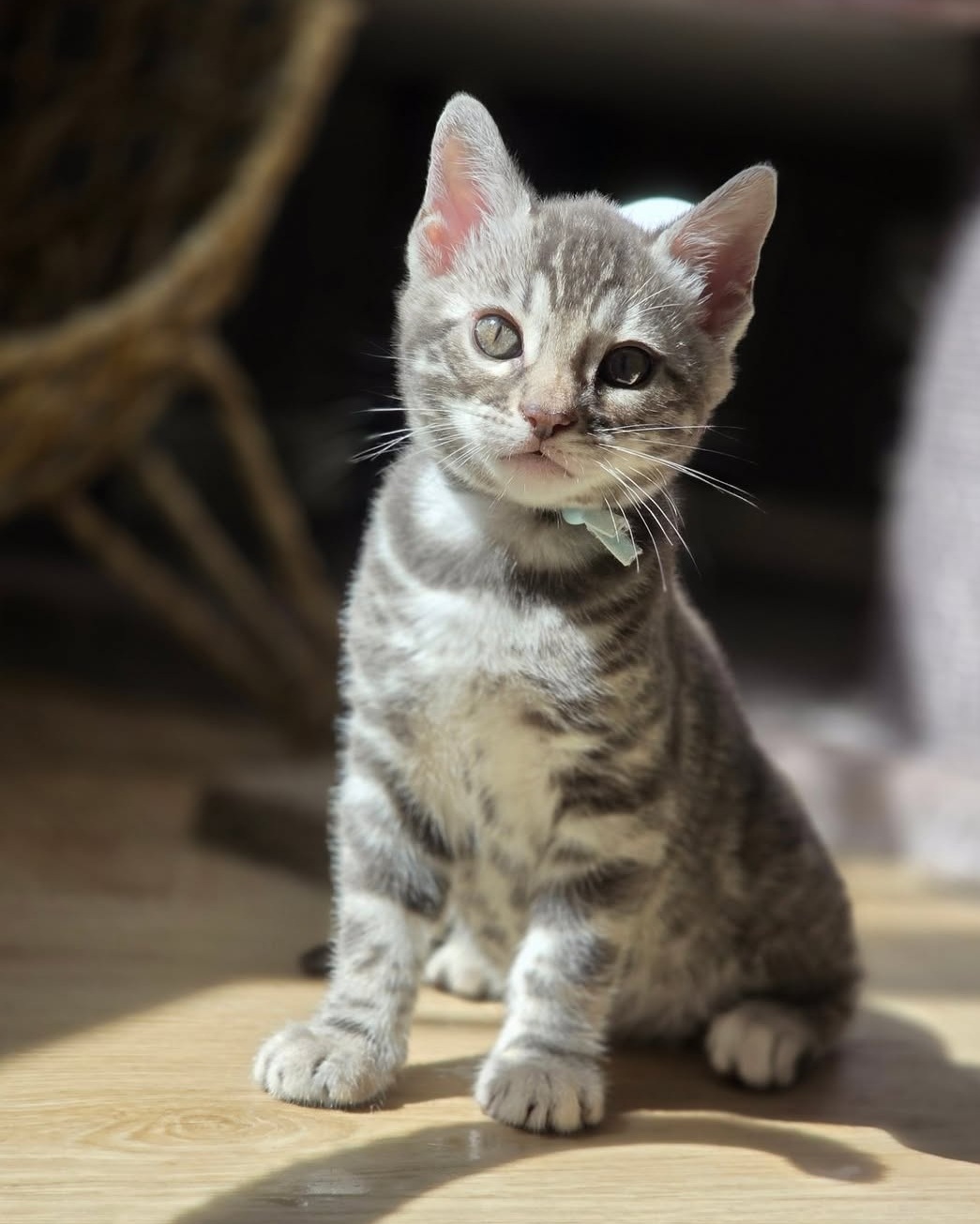 Fiona - Female Bengal kitten