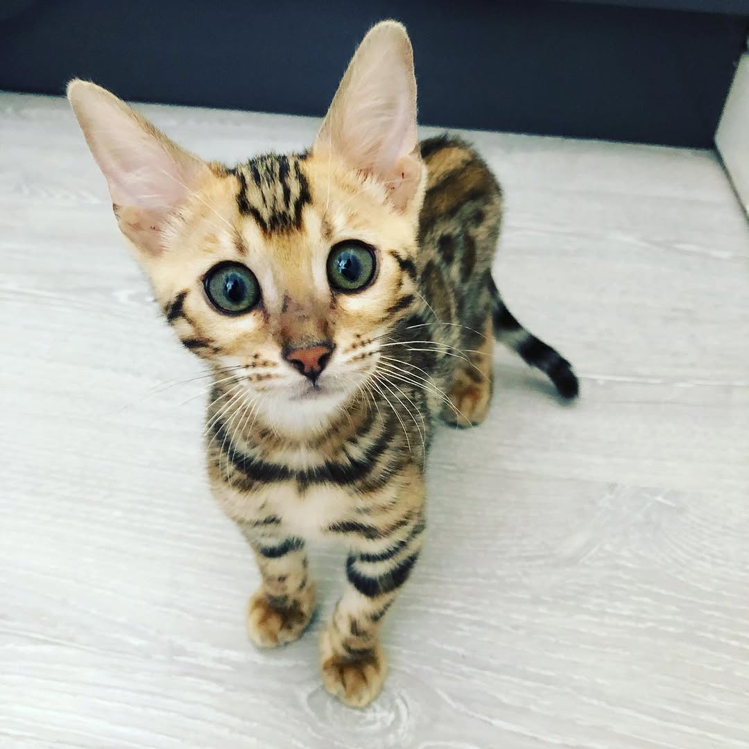 Gilly - Male Bengal kitten