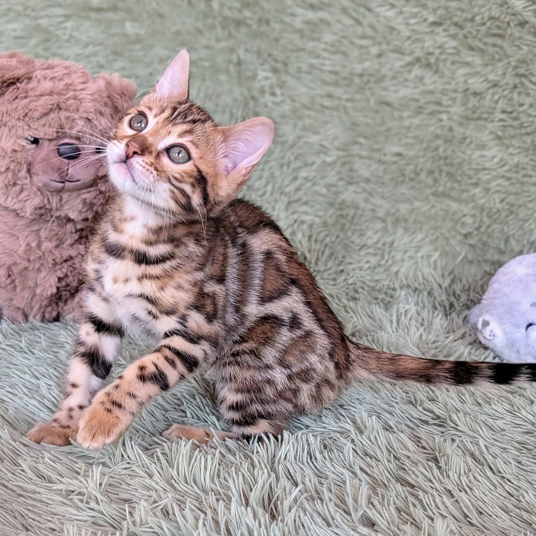 Jolie - Female Bengal kitten