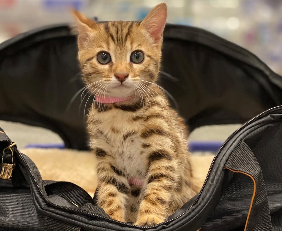 Laura - Female Bengal kitten