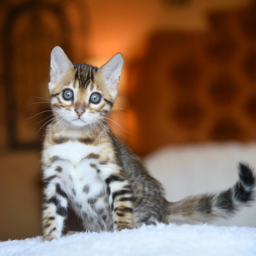 Mac - Male Bengal kitten