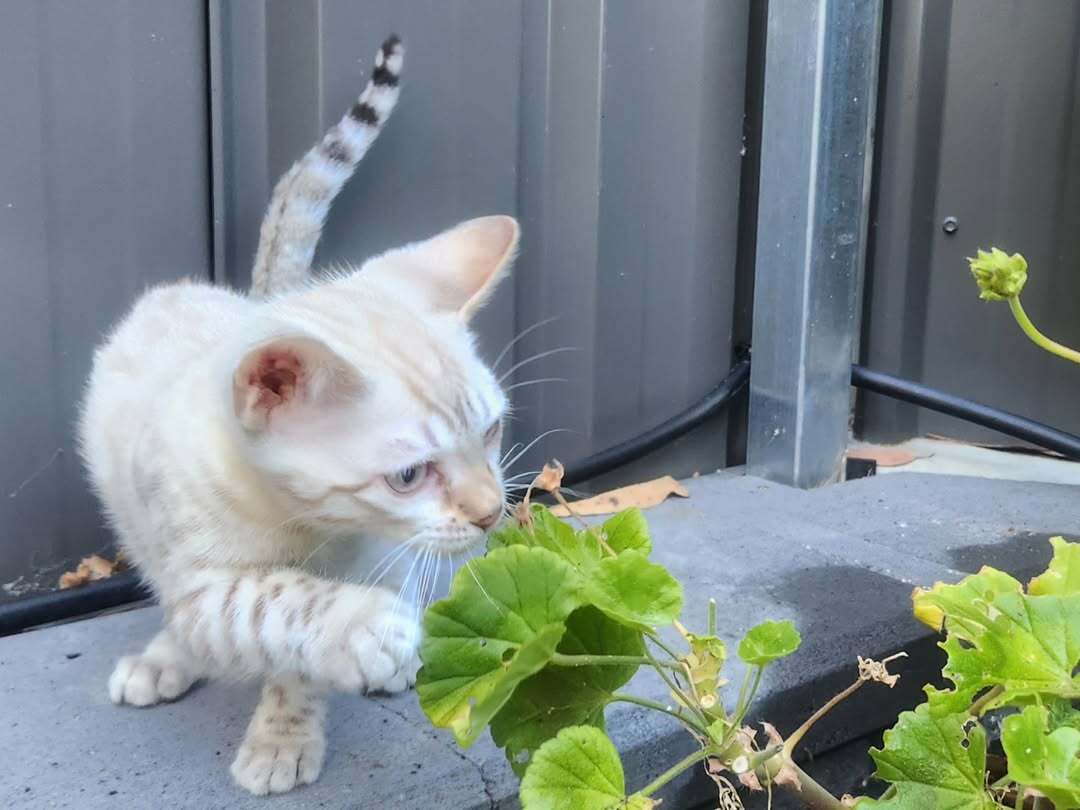 Millie - Female Bengal kitten