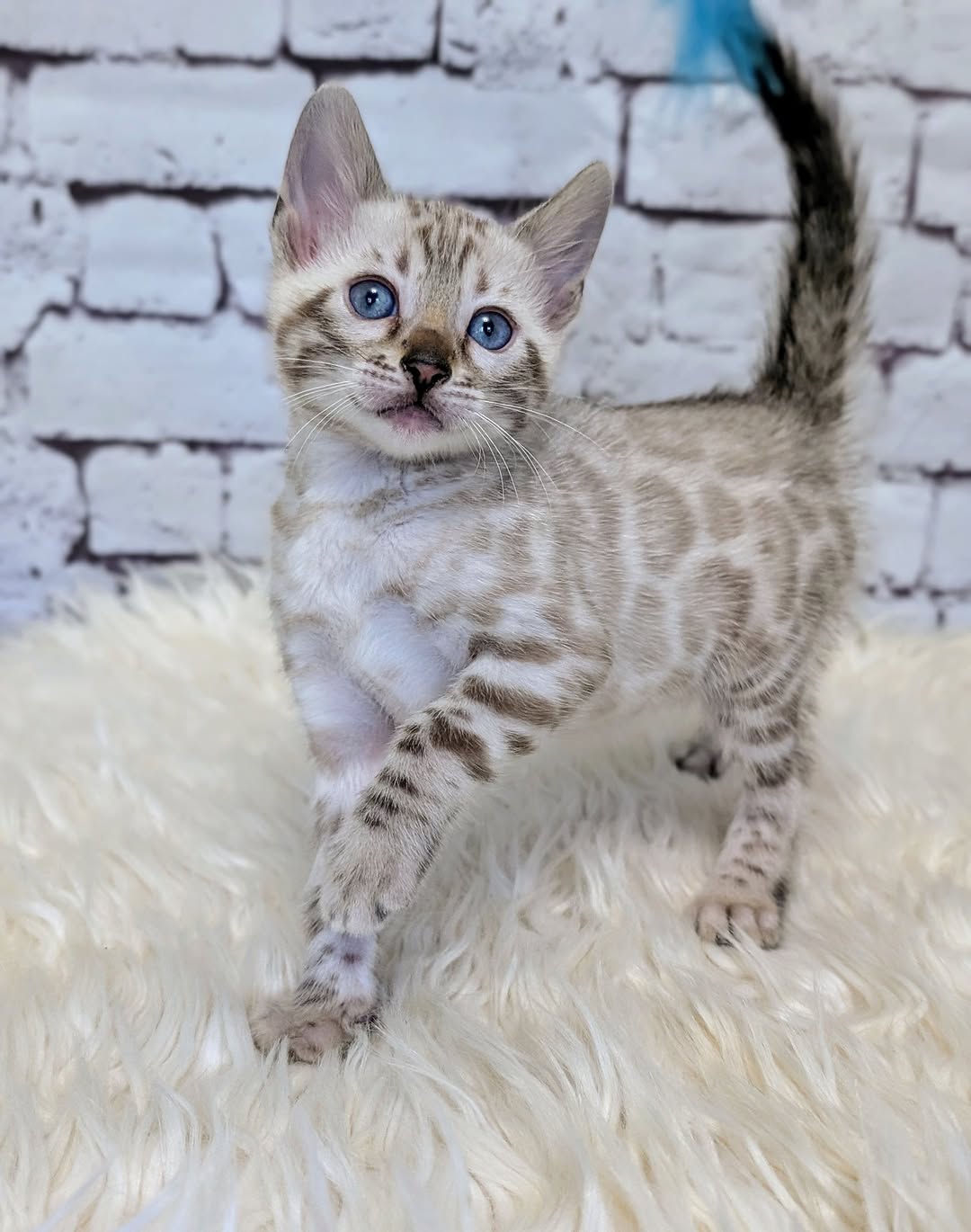 Moris - Female Bengal kitten