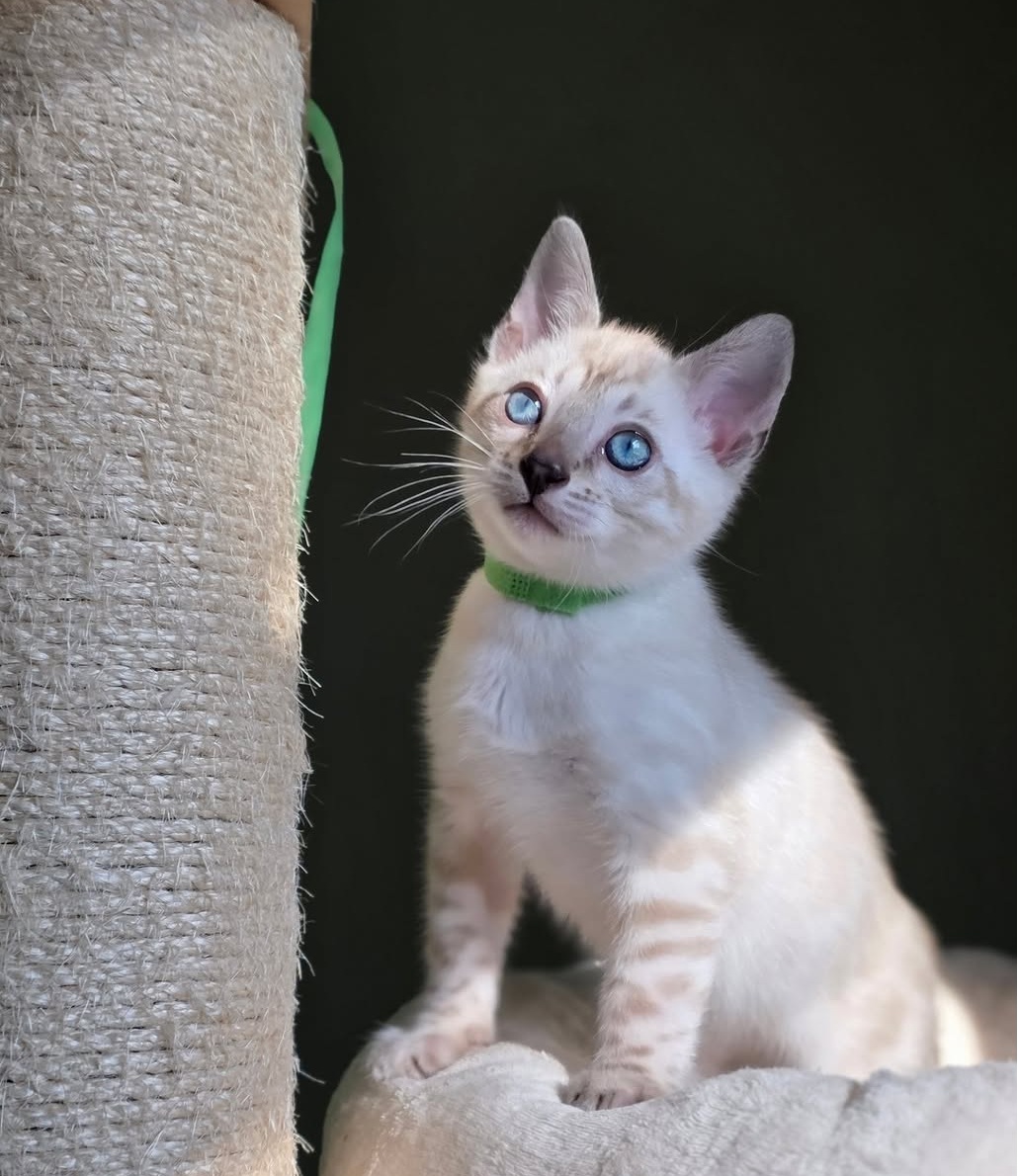 Pero - Male Bengal kitten