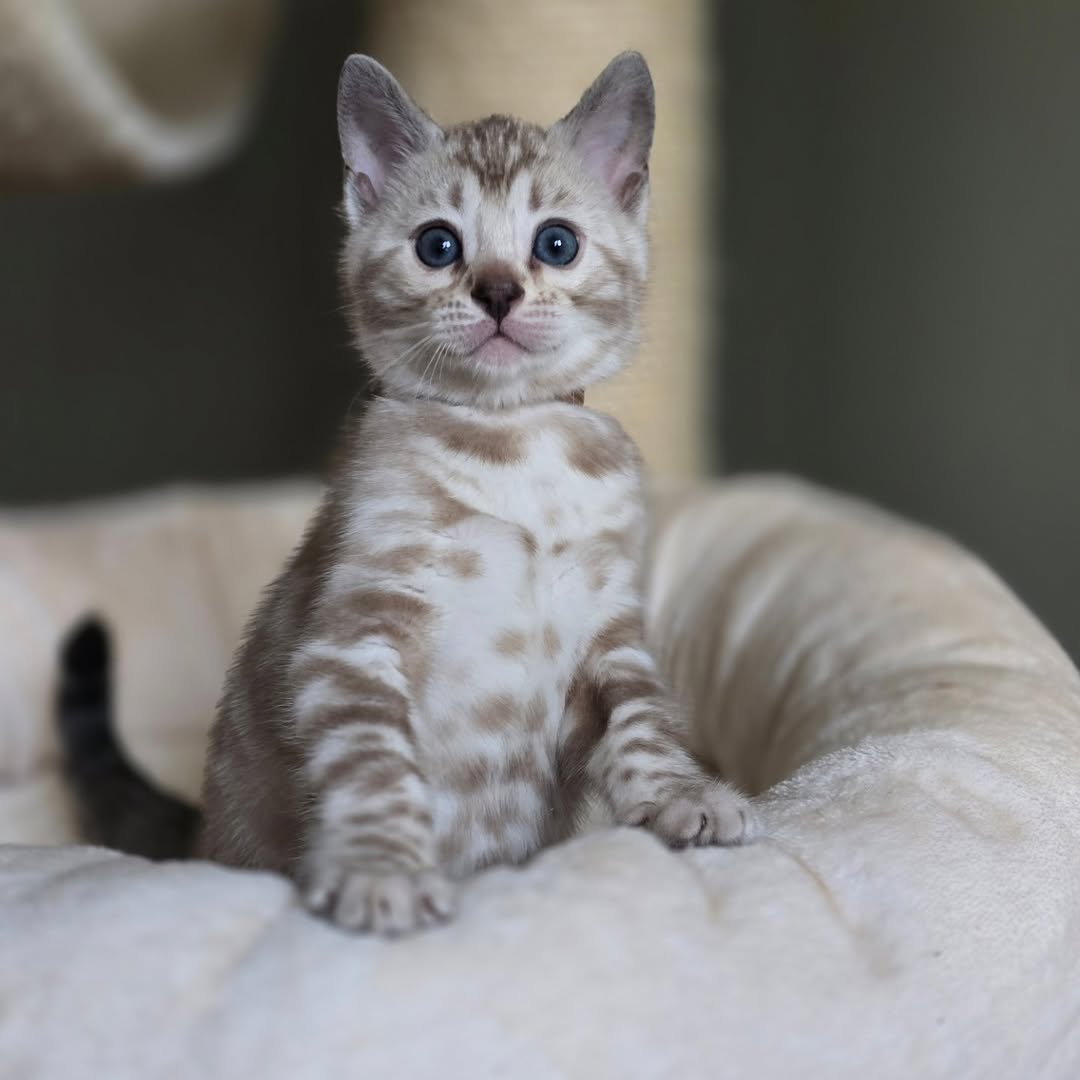 Purity - Female Bengal kitten