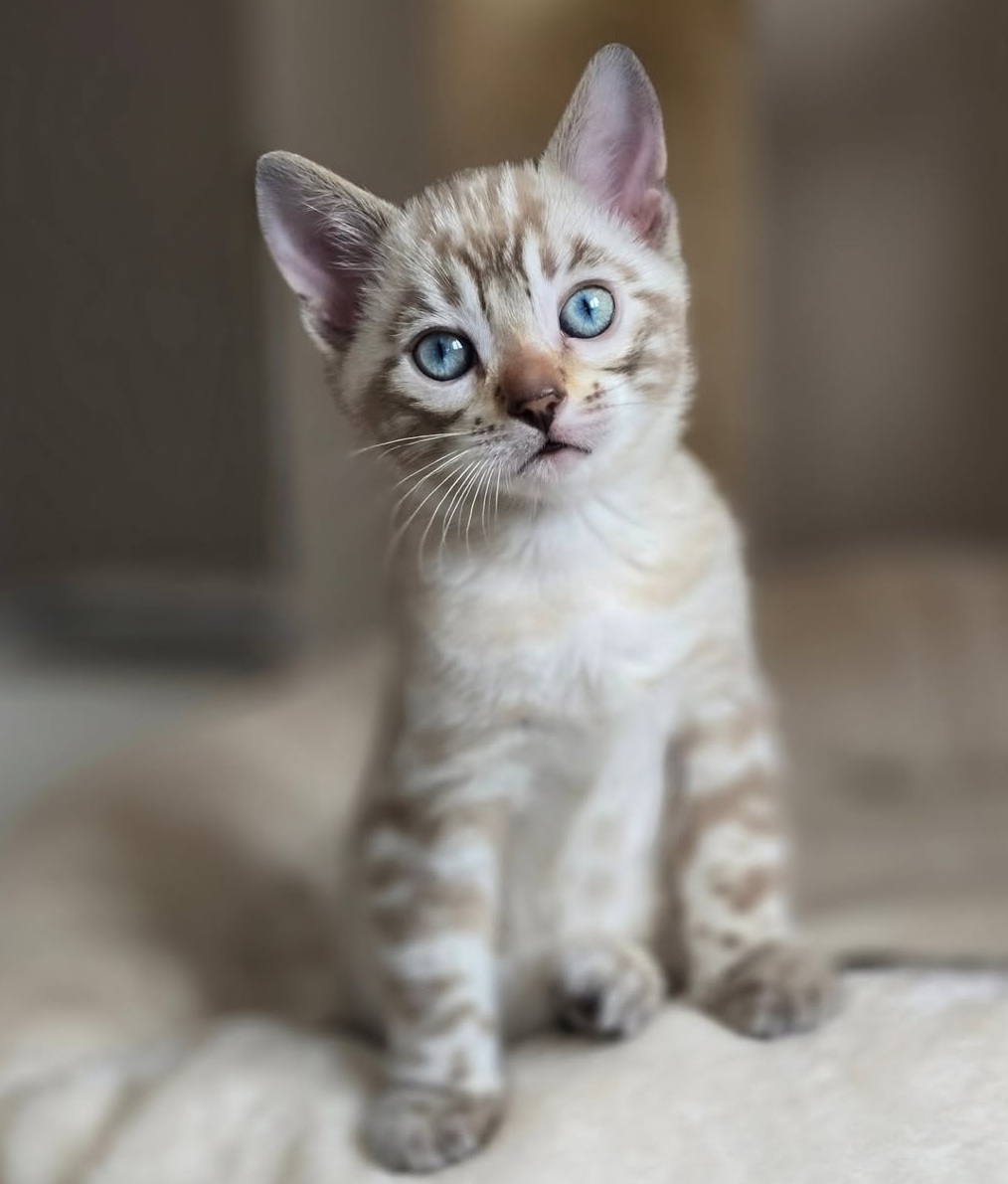 Ralp - Male Bengal kitten