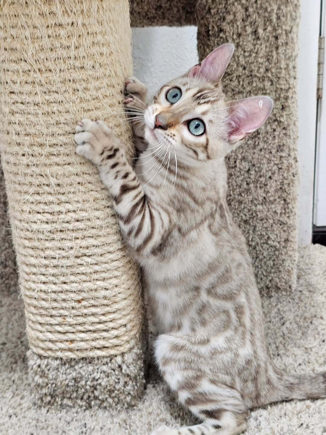 Riley - Male Bengal kitten