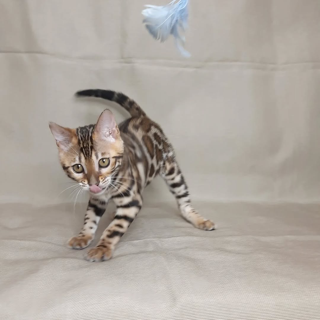 Rosy - Female Bengal kitten