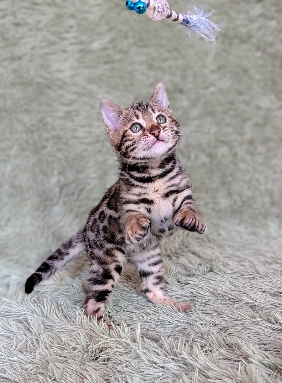 Wendy - Female Bengal kitten